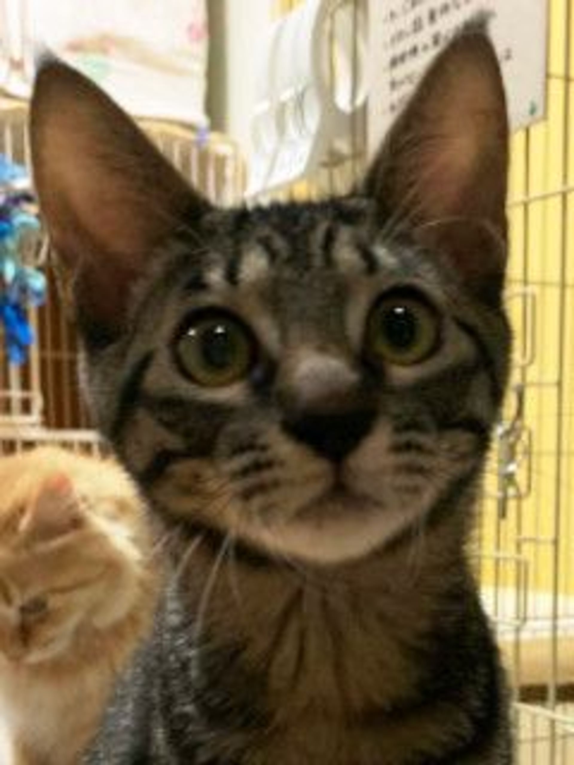 雑種（ミックス猫）・オスの里親募集の写真
