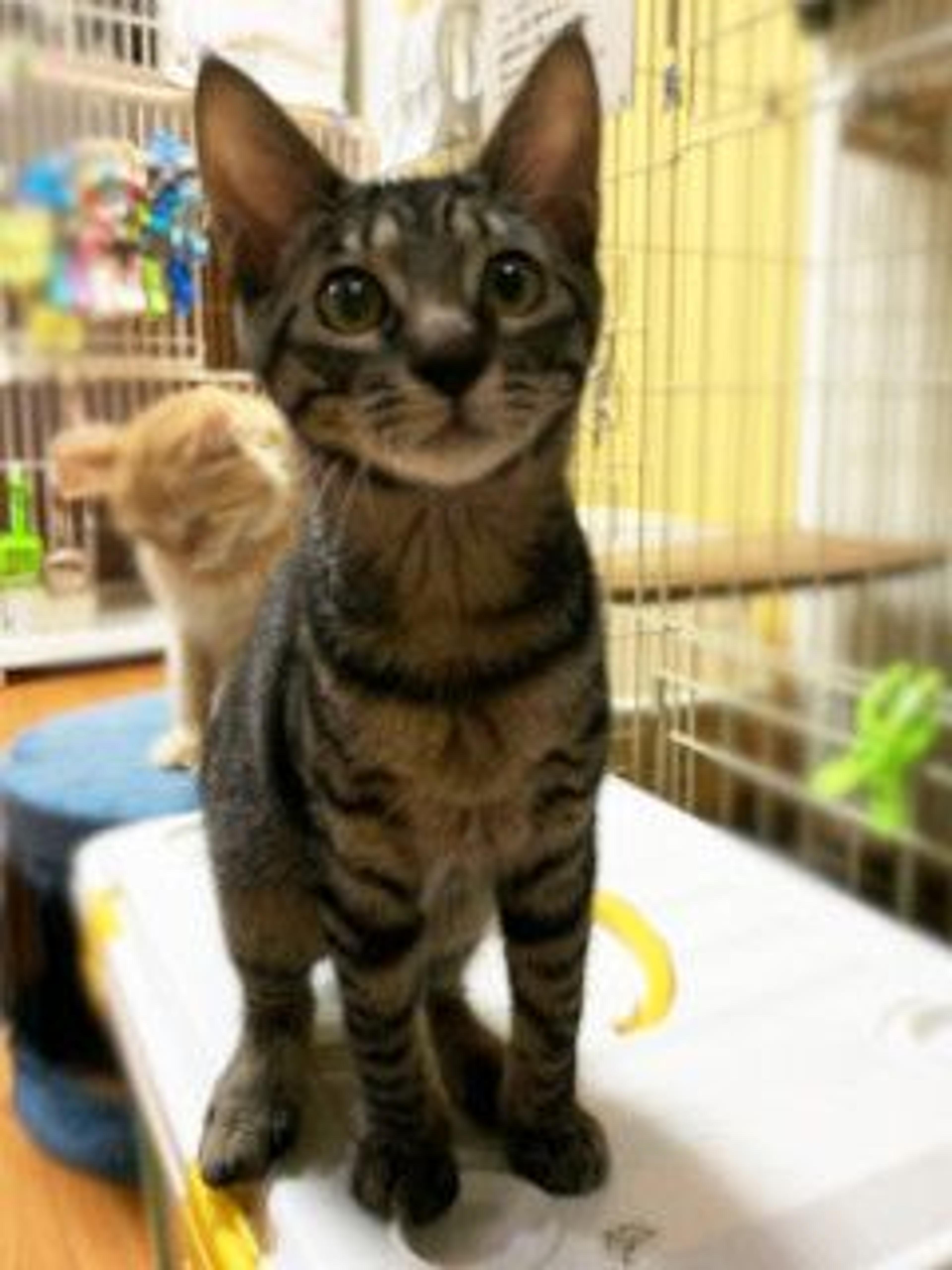pet-image-2
