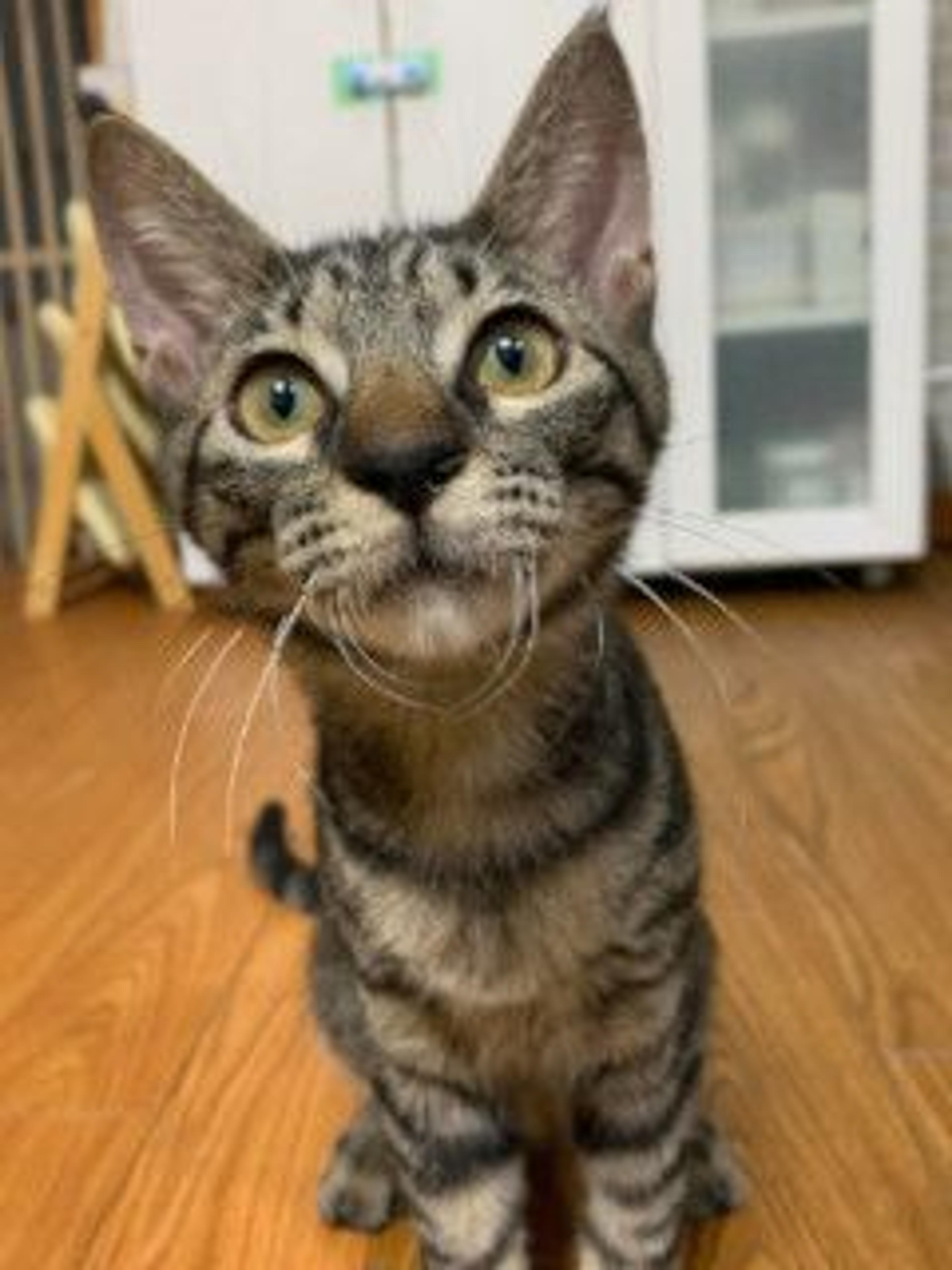pet-image-3