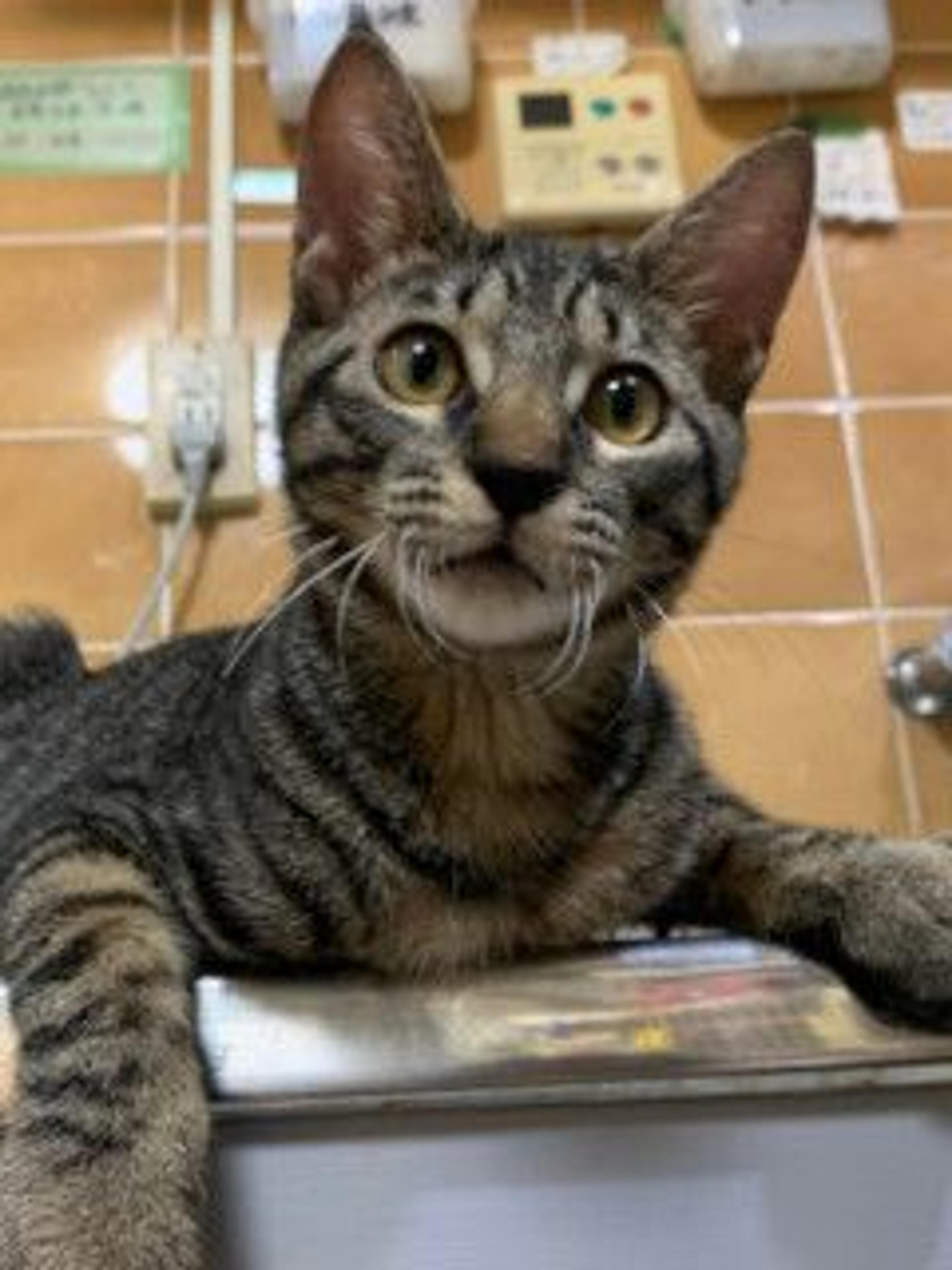 pet-image-4
