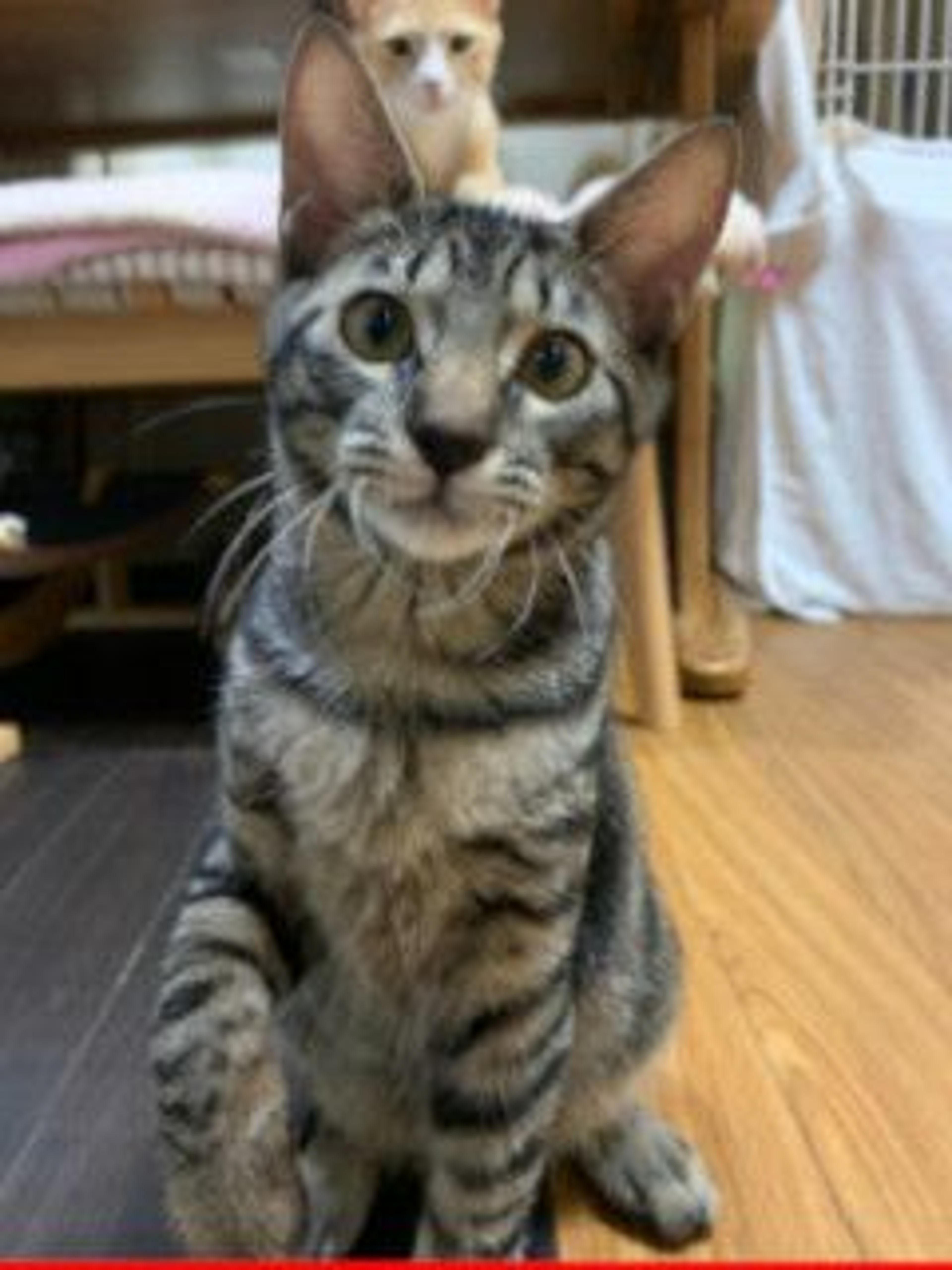pet-image-5