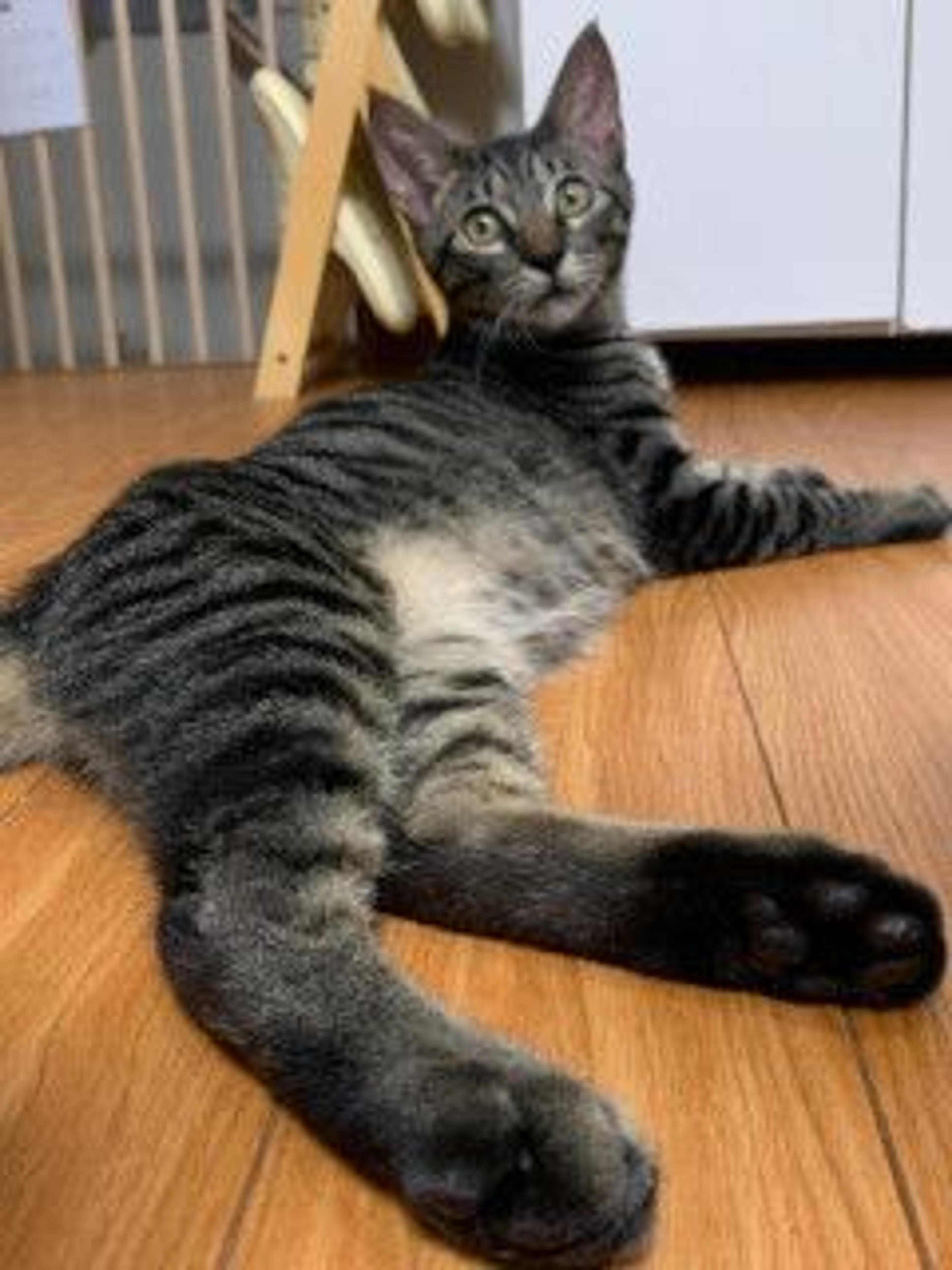 pet-image-6