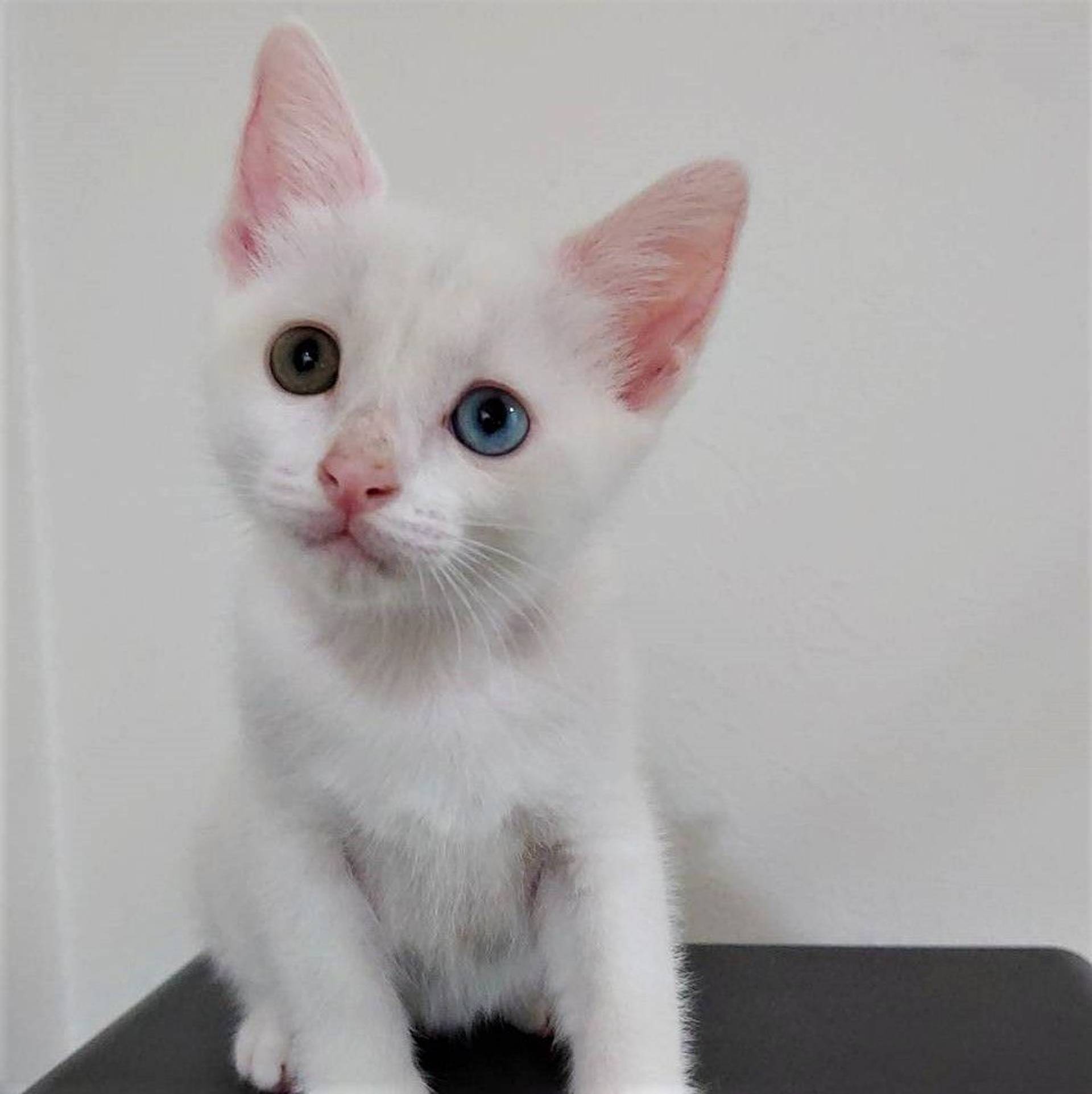雑種（ミックス猫）・オスの里親募集の写真