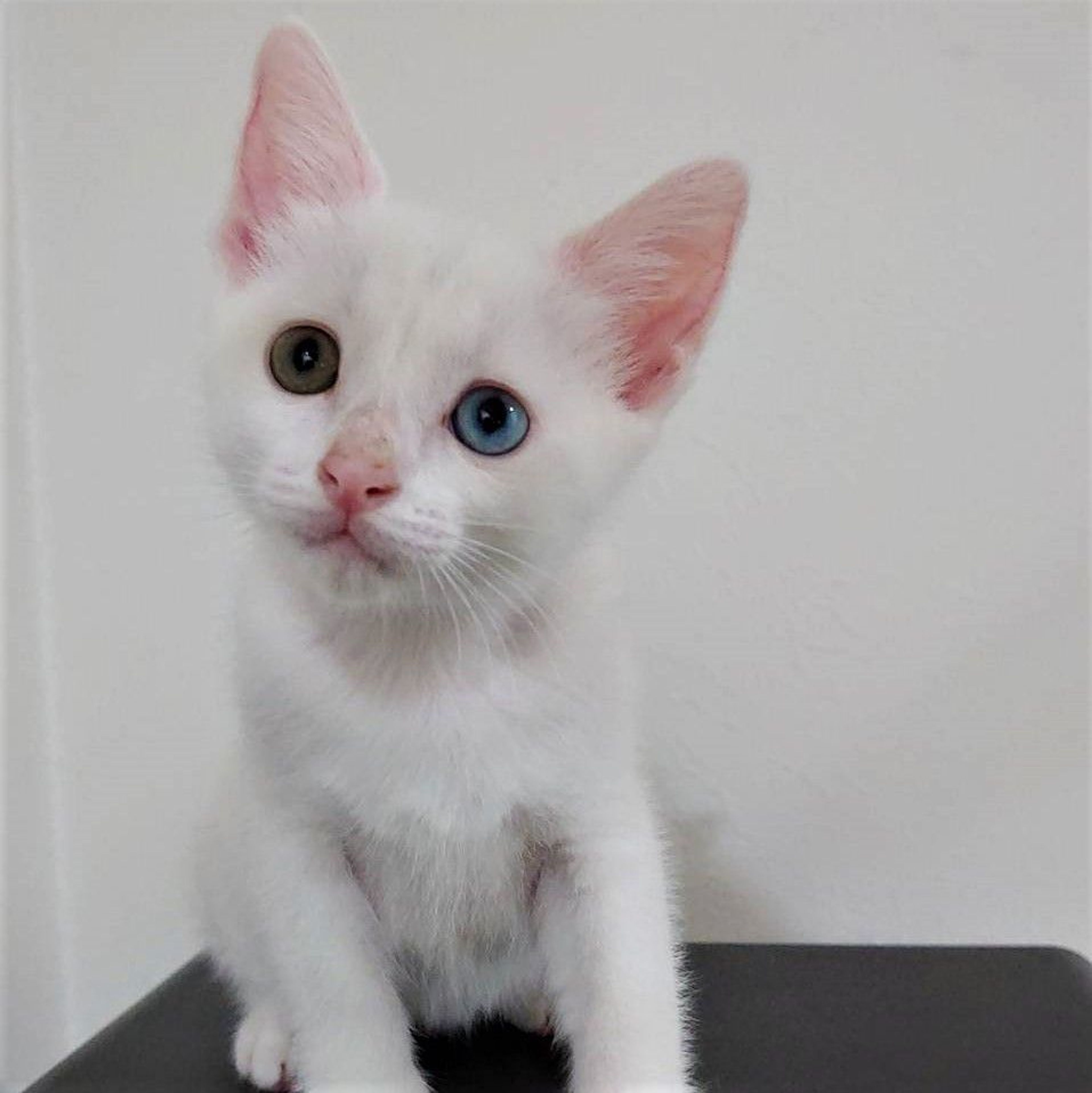 雑種（ミックス猫）・オスの里親募集の写真