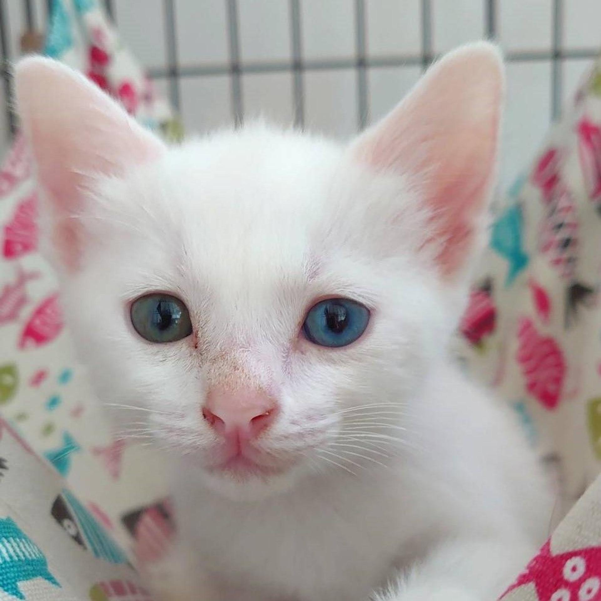 pet-image-4