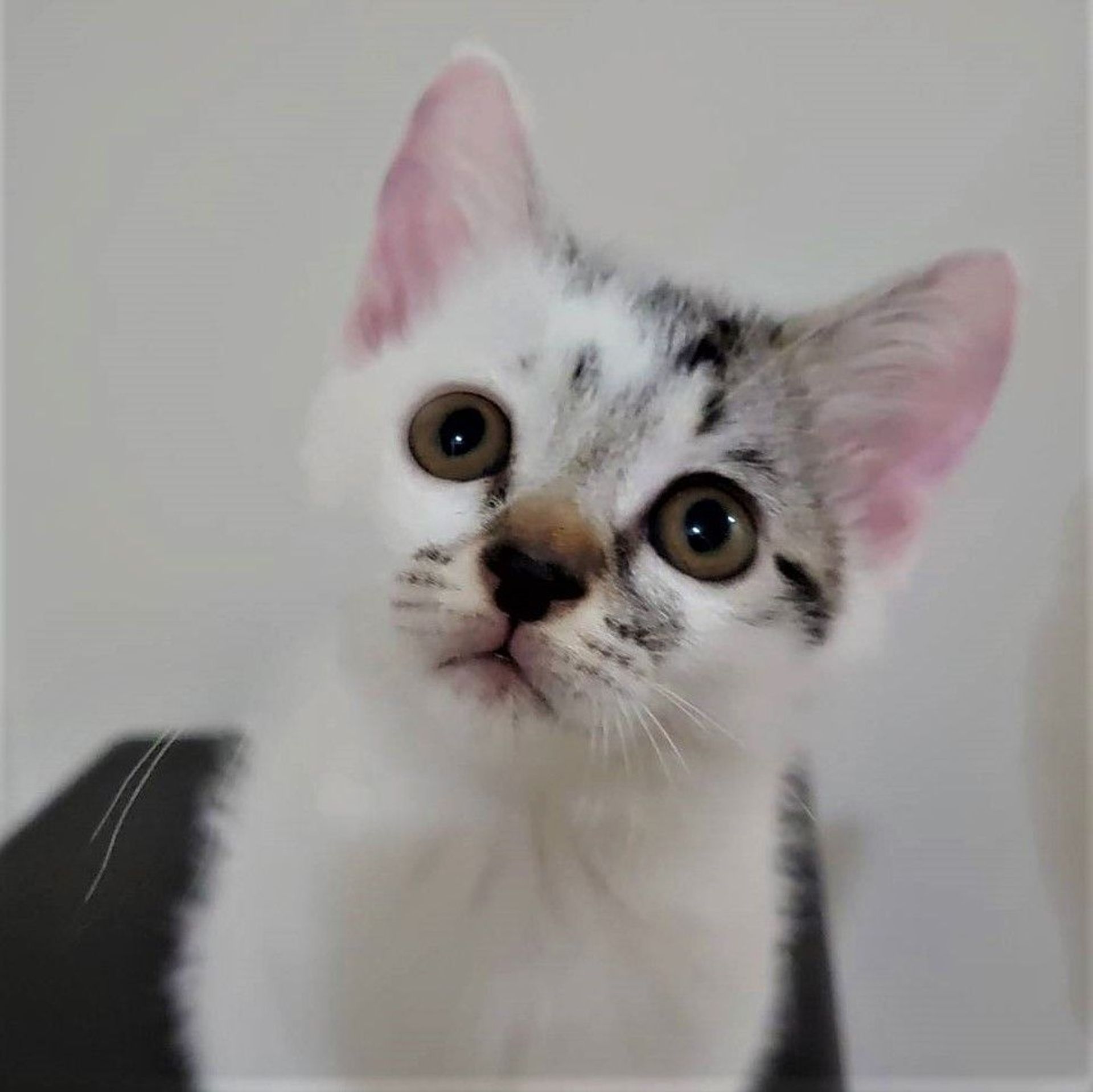 雑種（ミックス猫）・メスの里親募集の写真