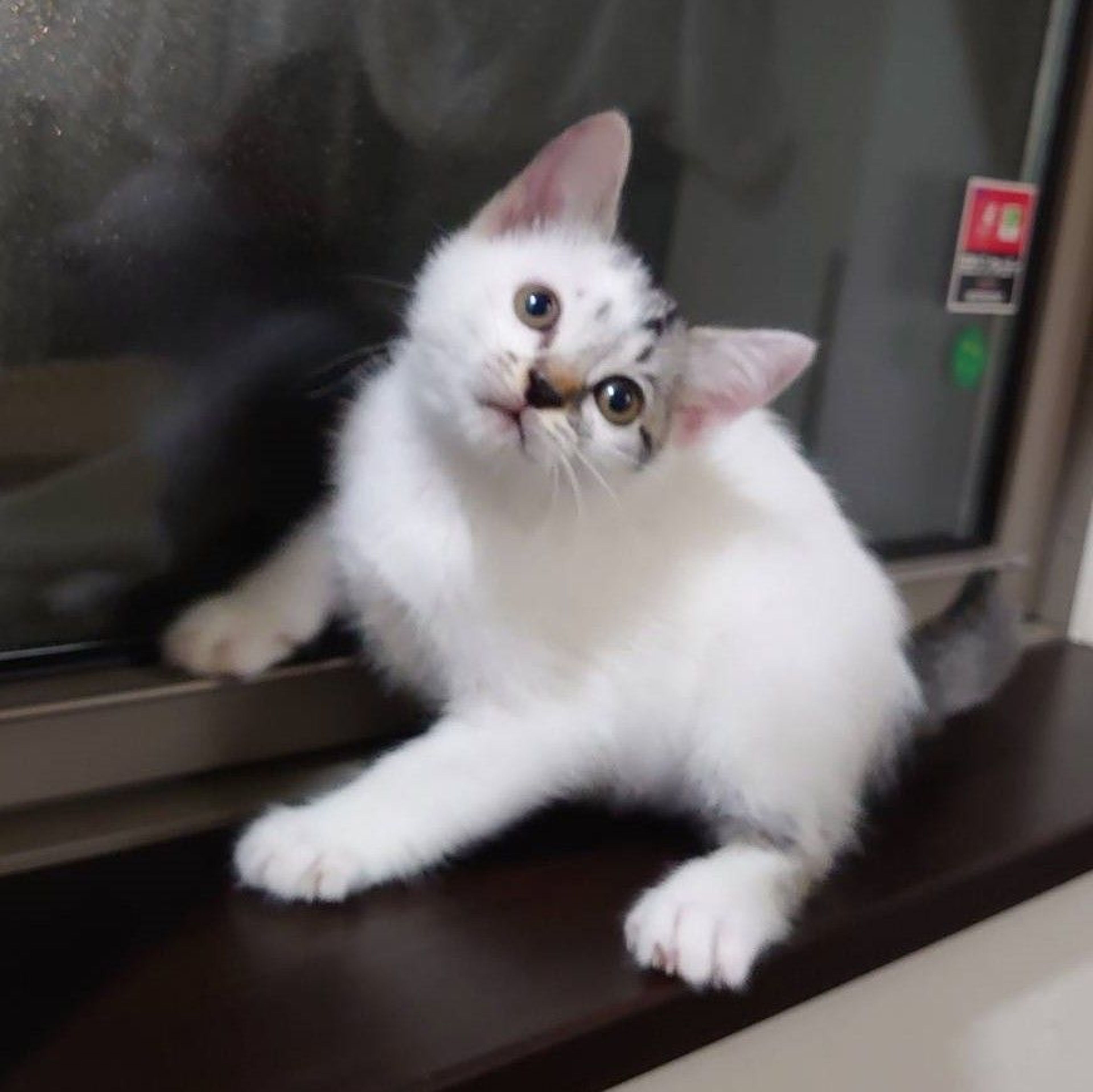 pet-image-4