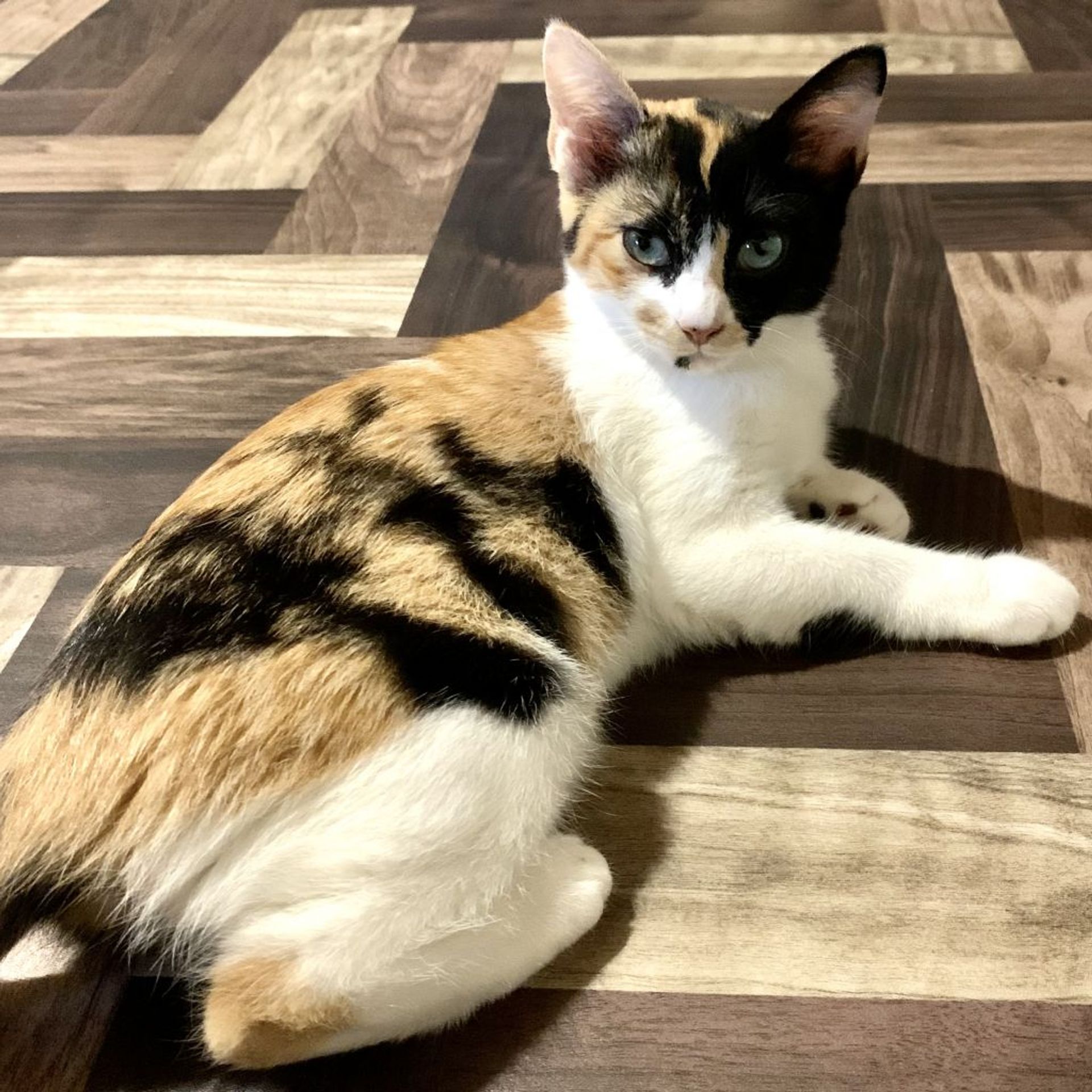日本猫・メスの里親募集の写真