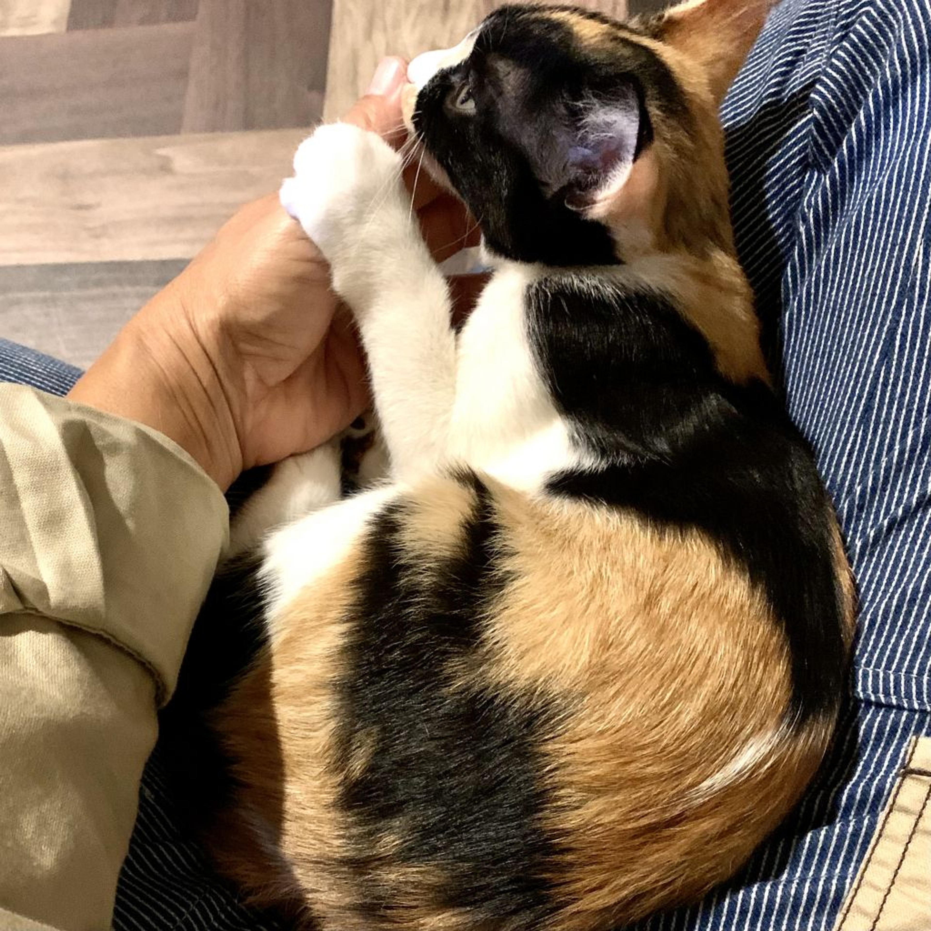 pet-image-2