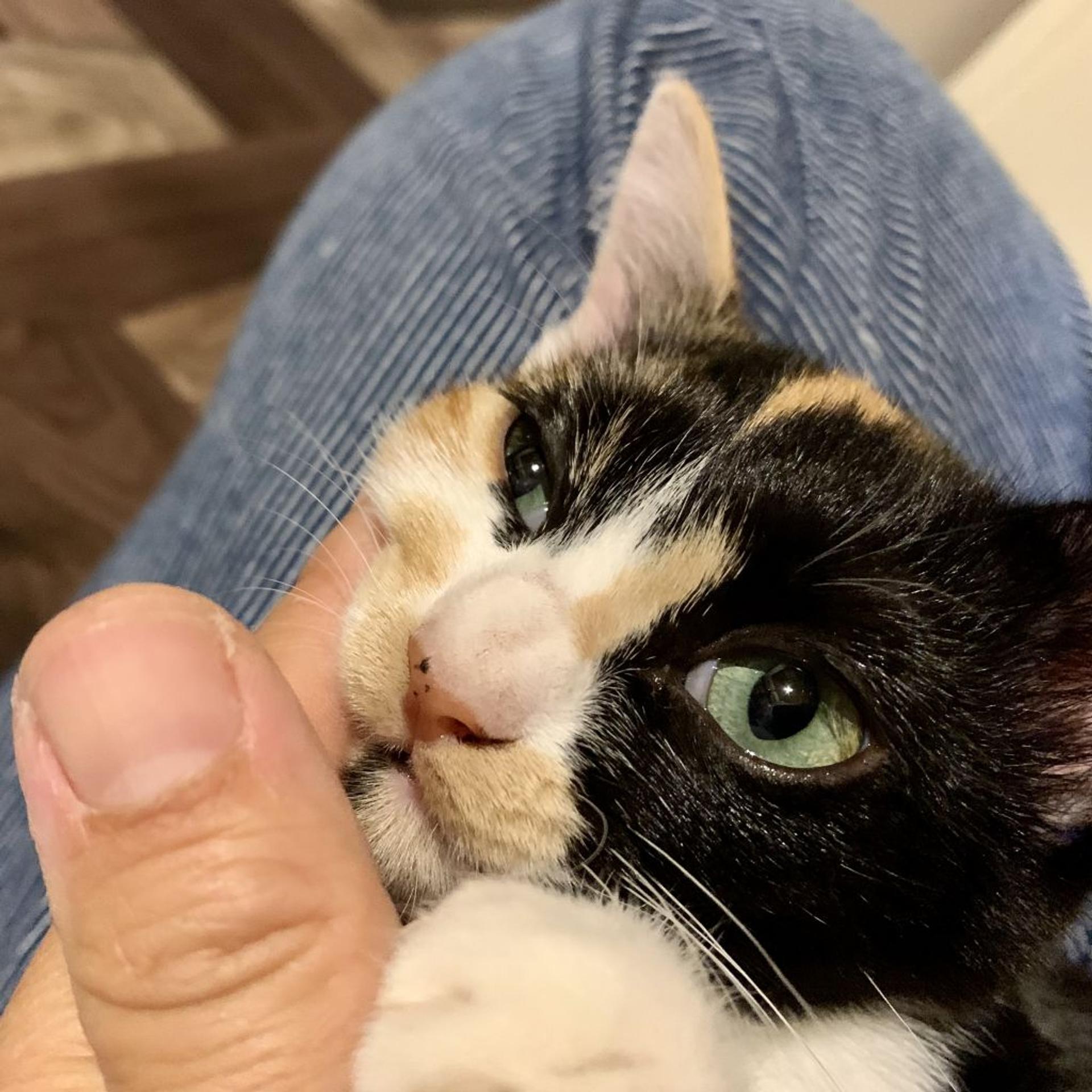 pet-image-3