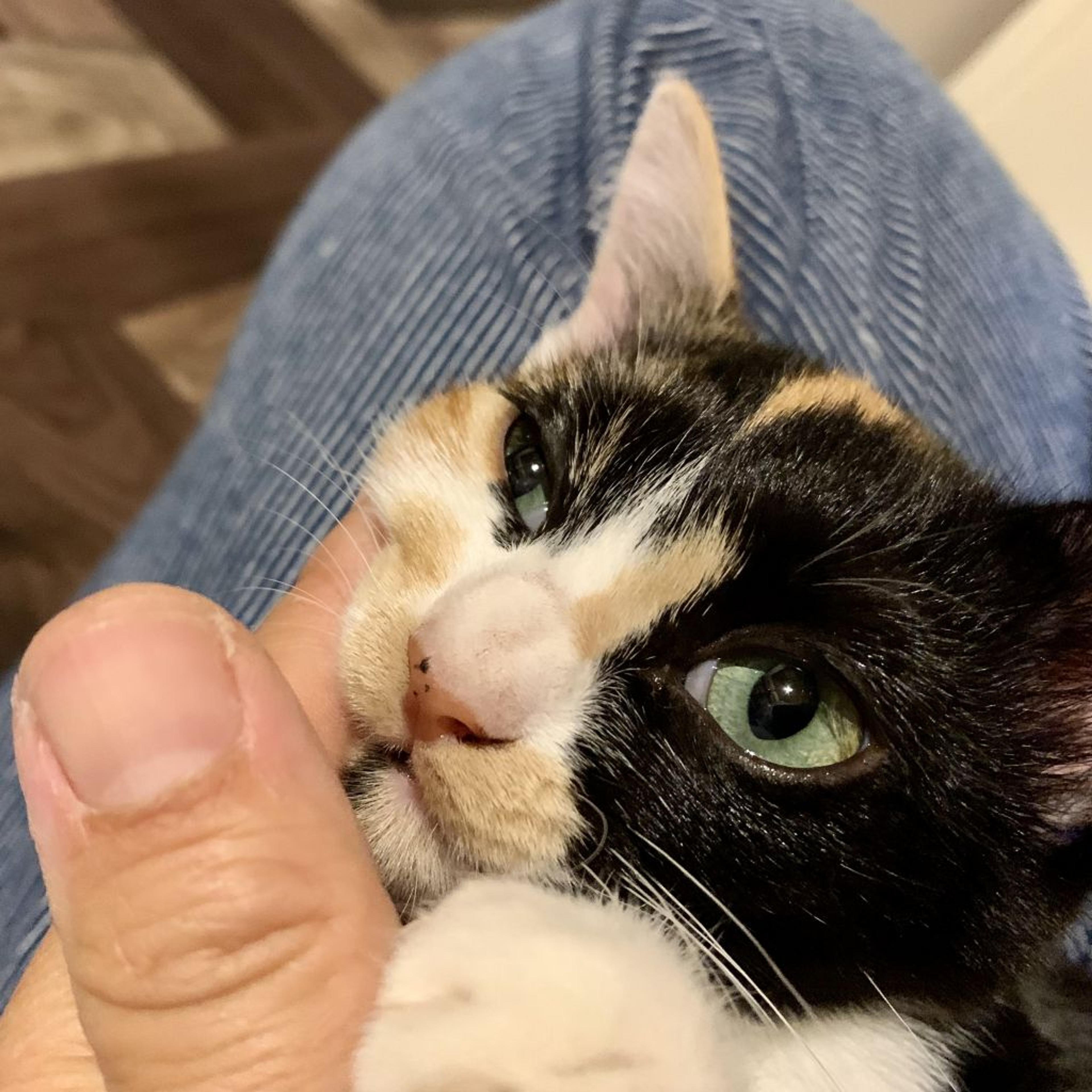 pet-image-3