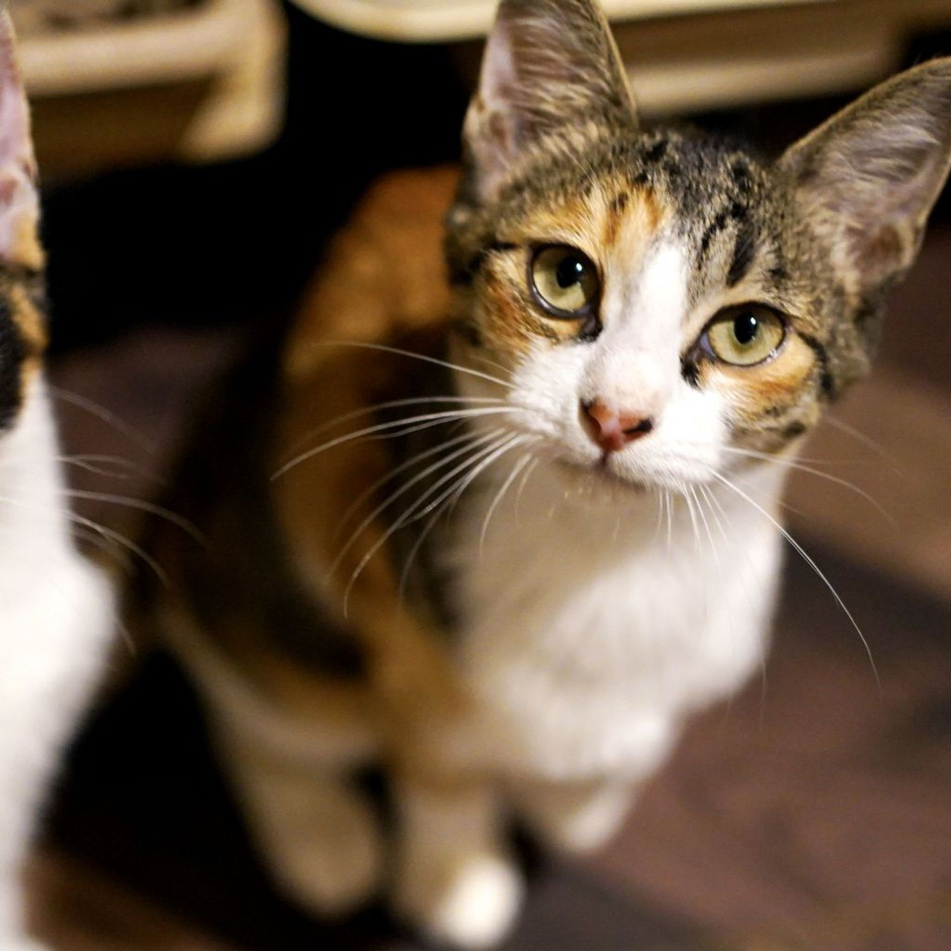 日本猫・メスの里親募集の写真