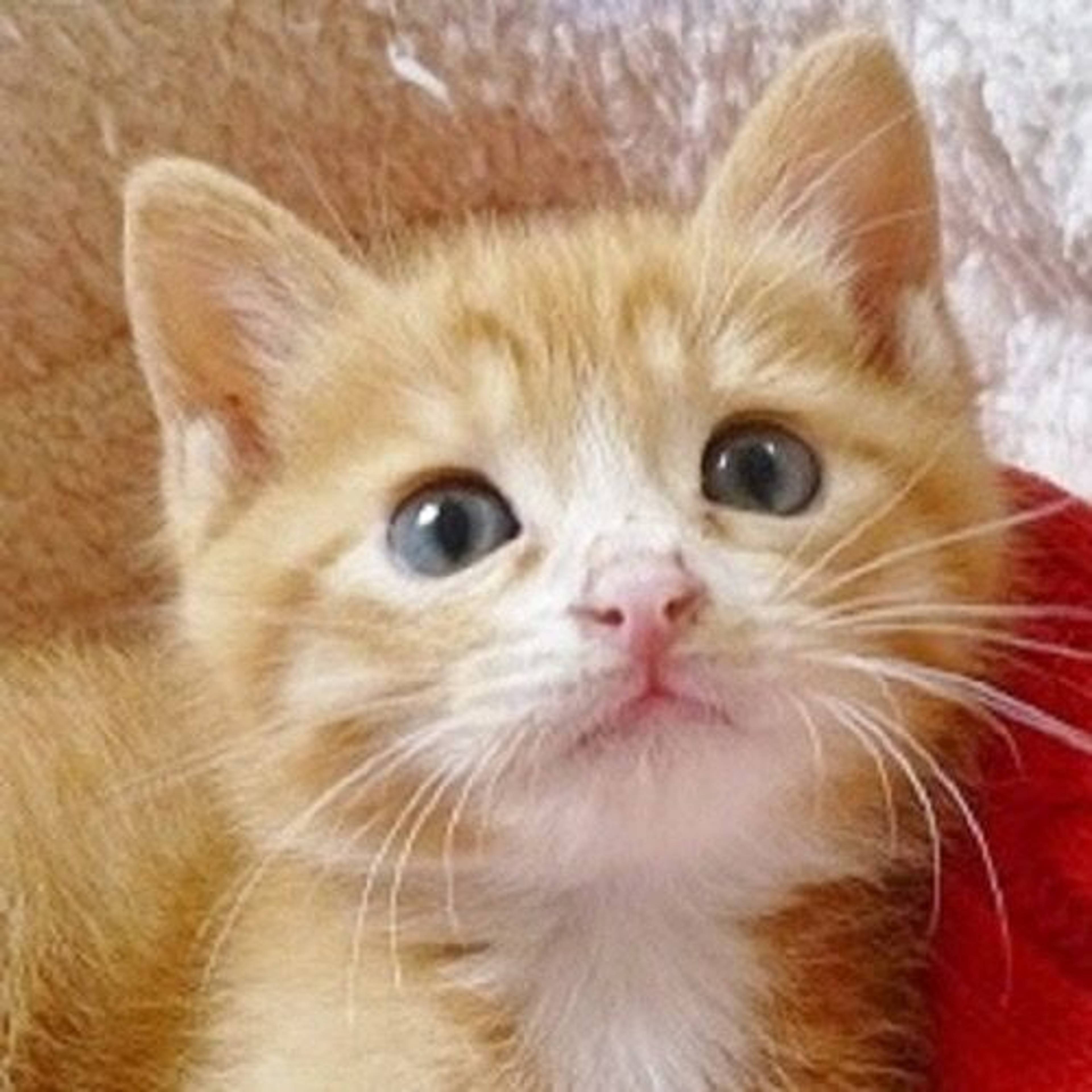 雑種（ミックス猫）・オスの里親募集の写真