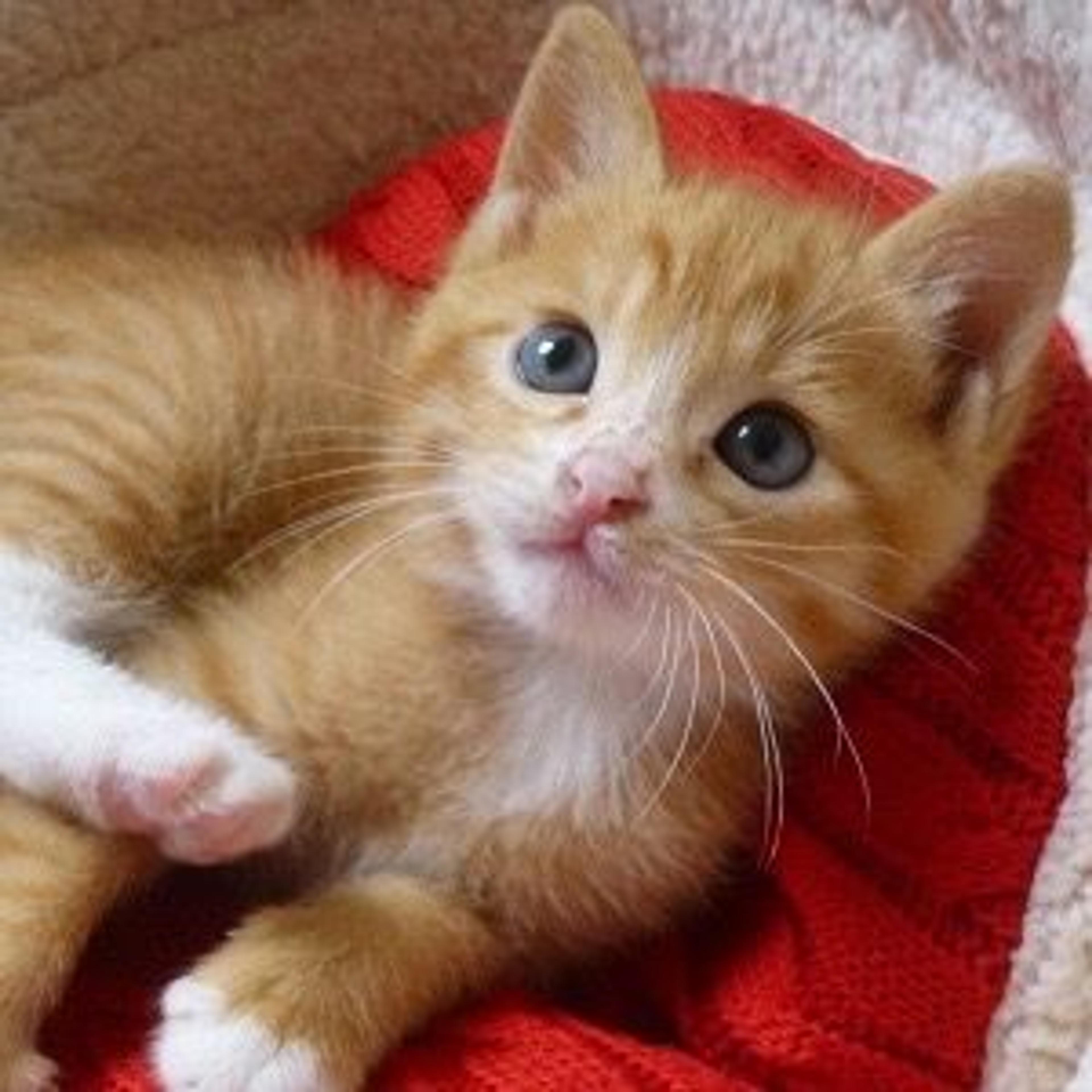 pet-image-3