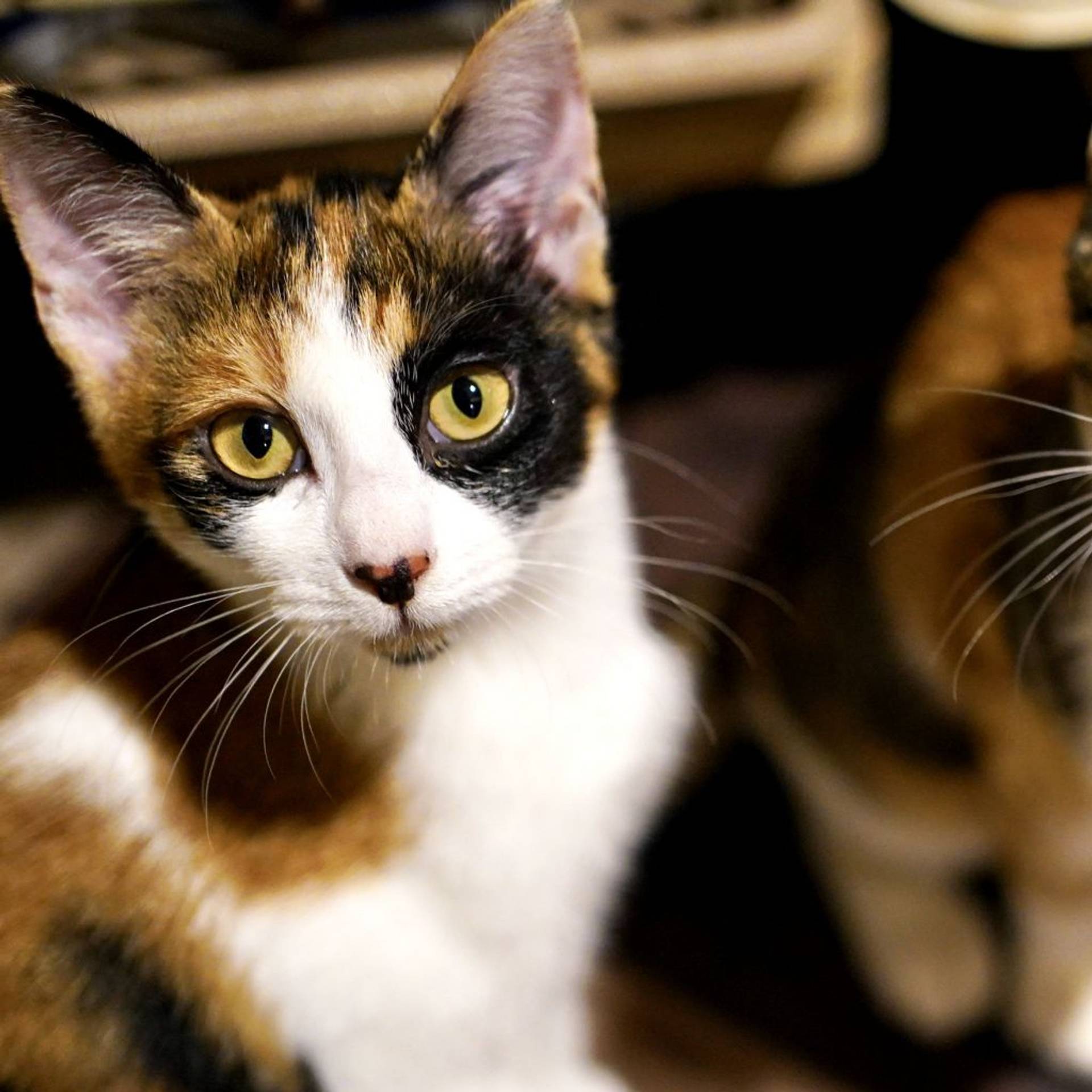 日本猫・メスの里親募集の写真