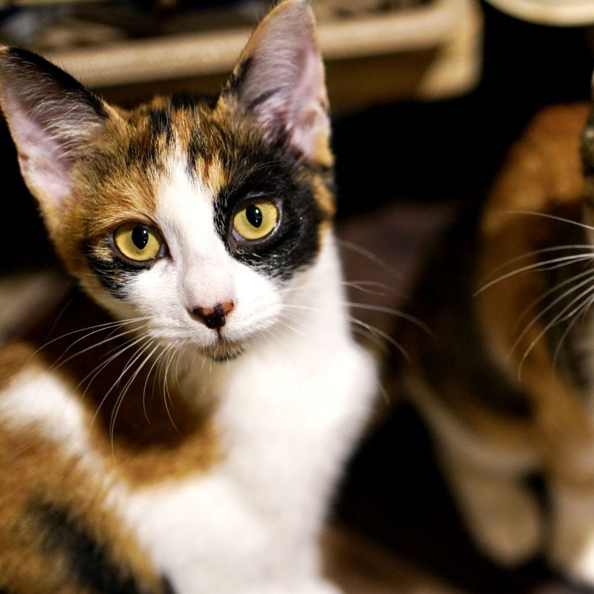 日本猫・メスの里親募集の写真