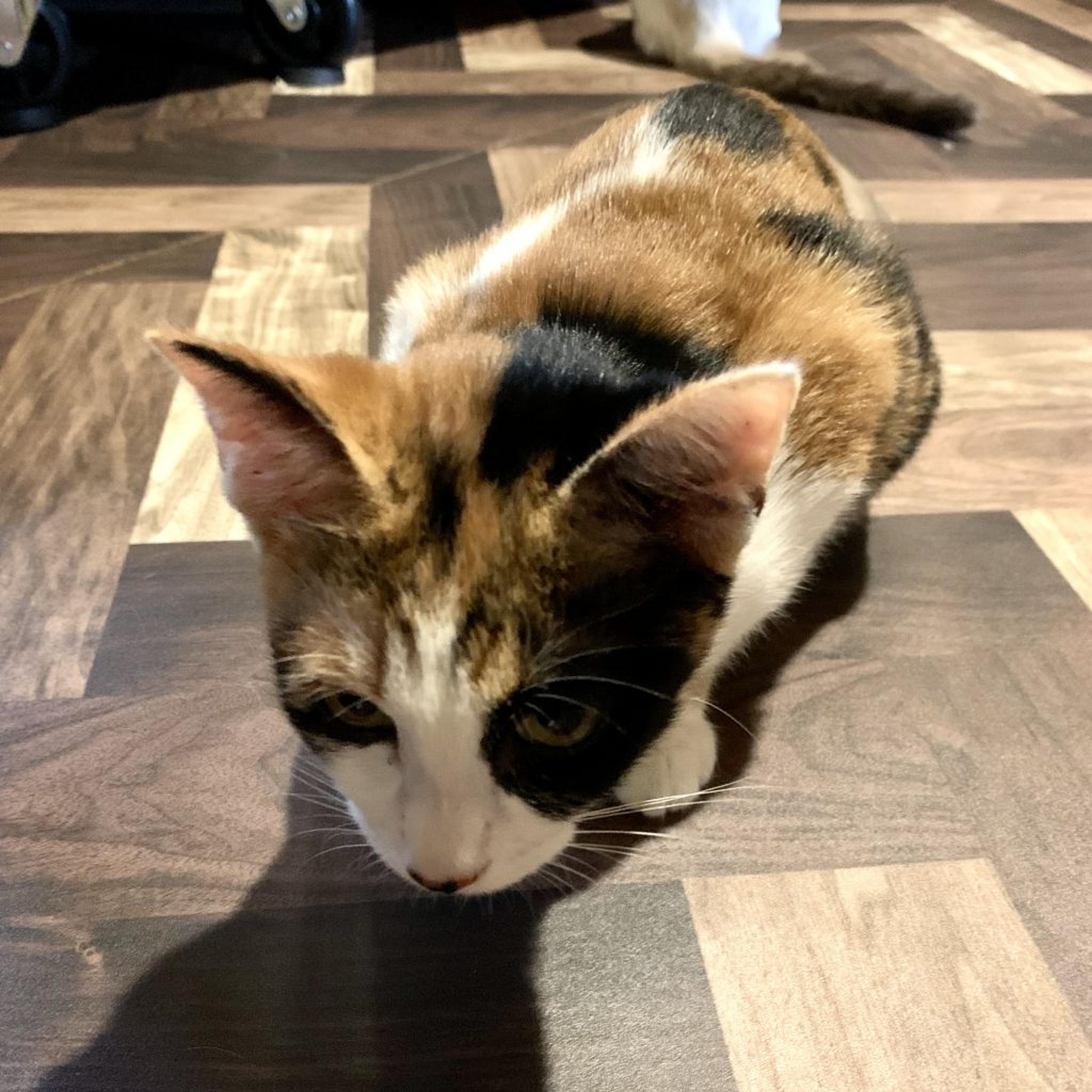 pet-image-2