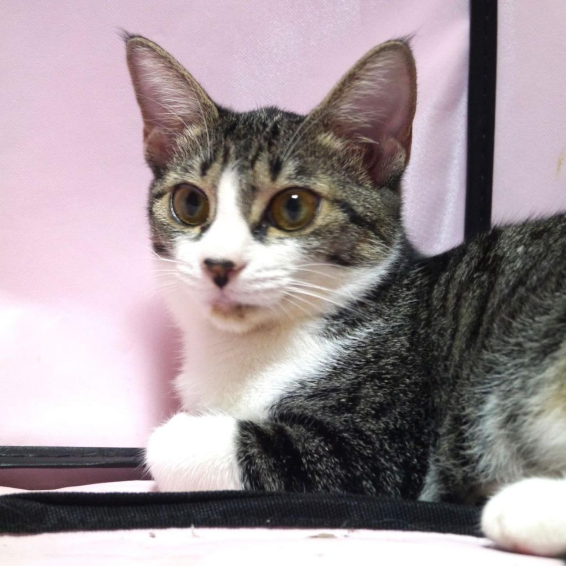 pet-image-3