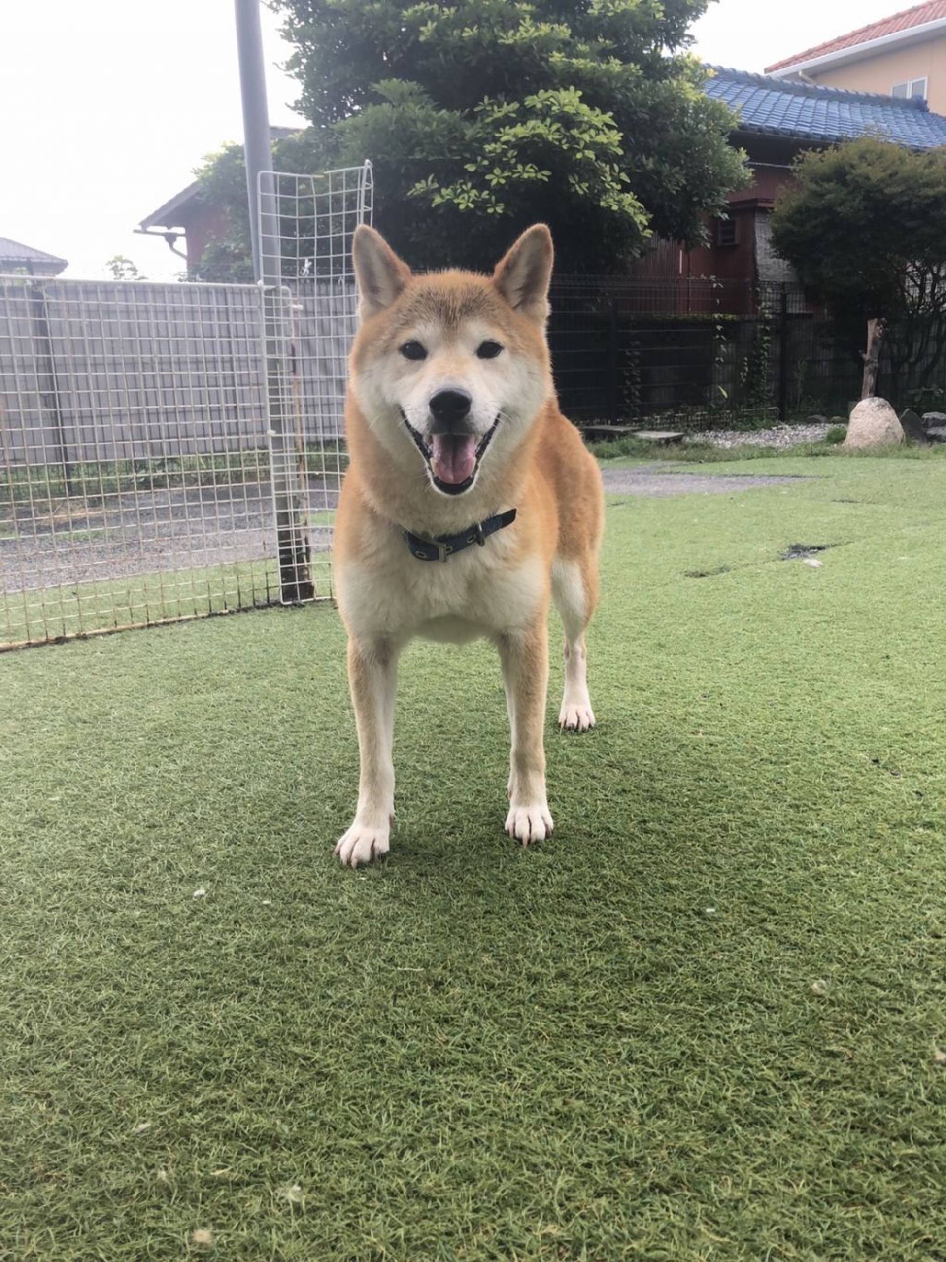 柴犬・メスの里親募集の写真