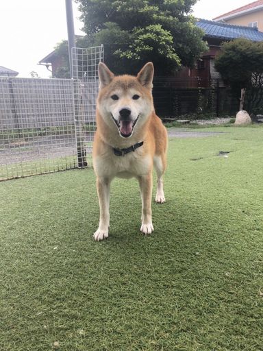 あんちゃんの写真