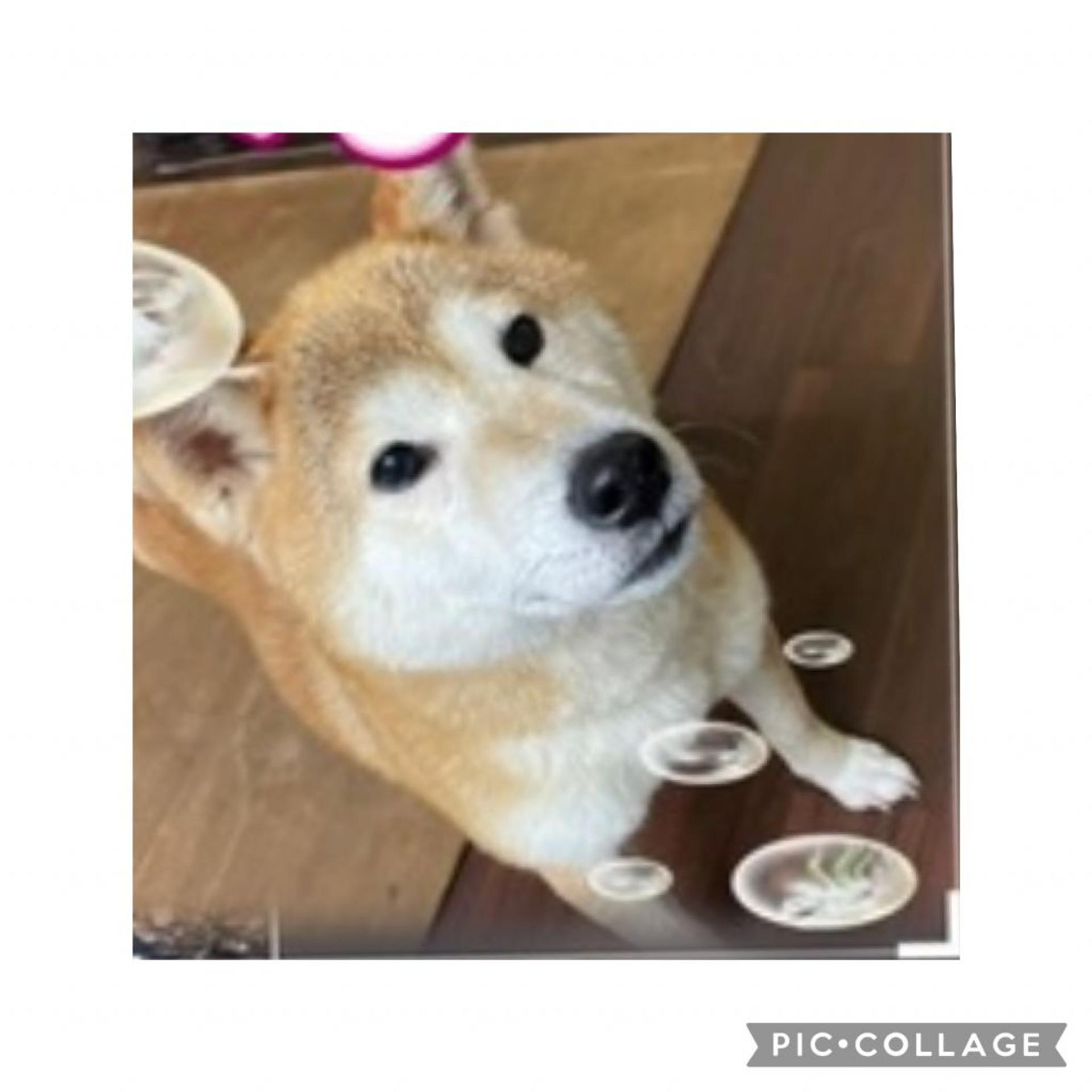 pet-image-4