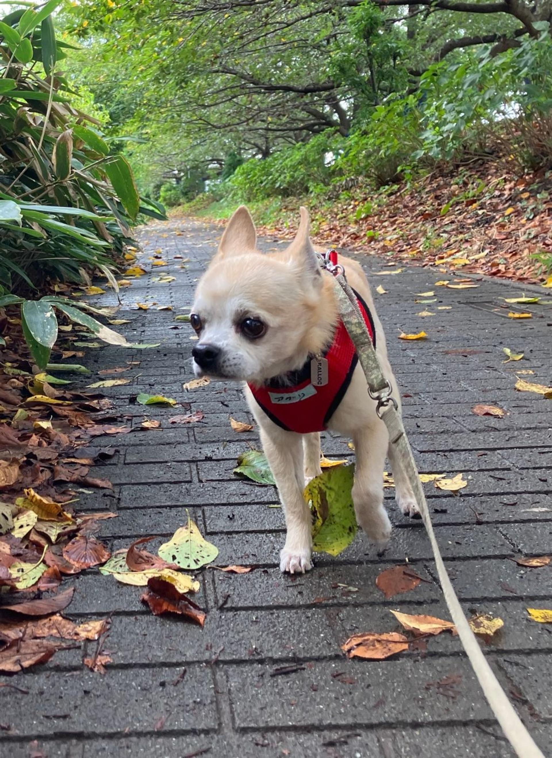 pet-image-2