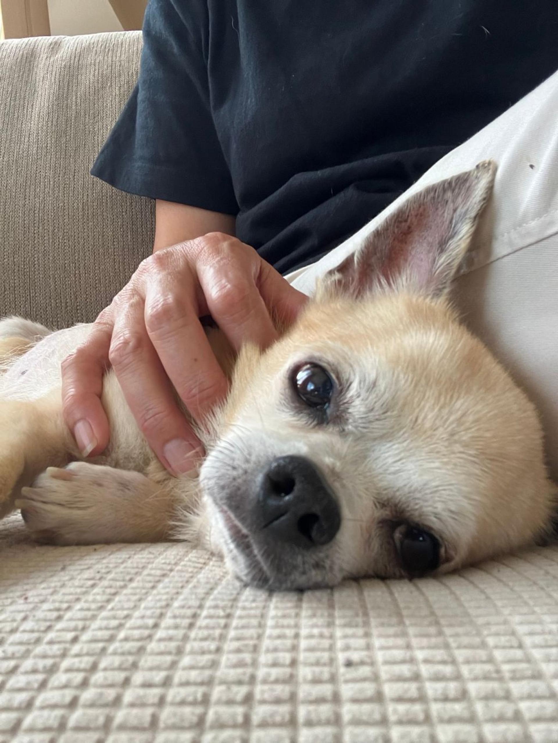 pet-image-4