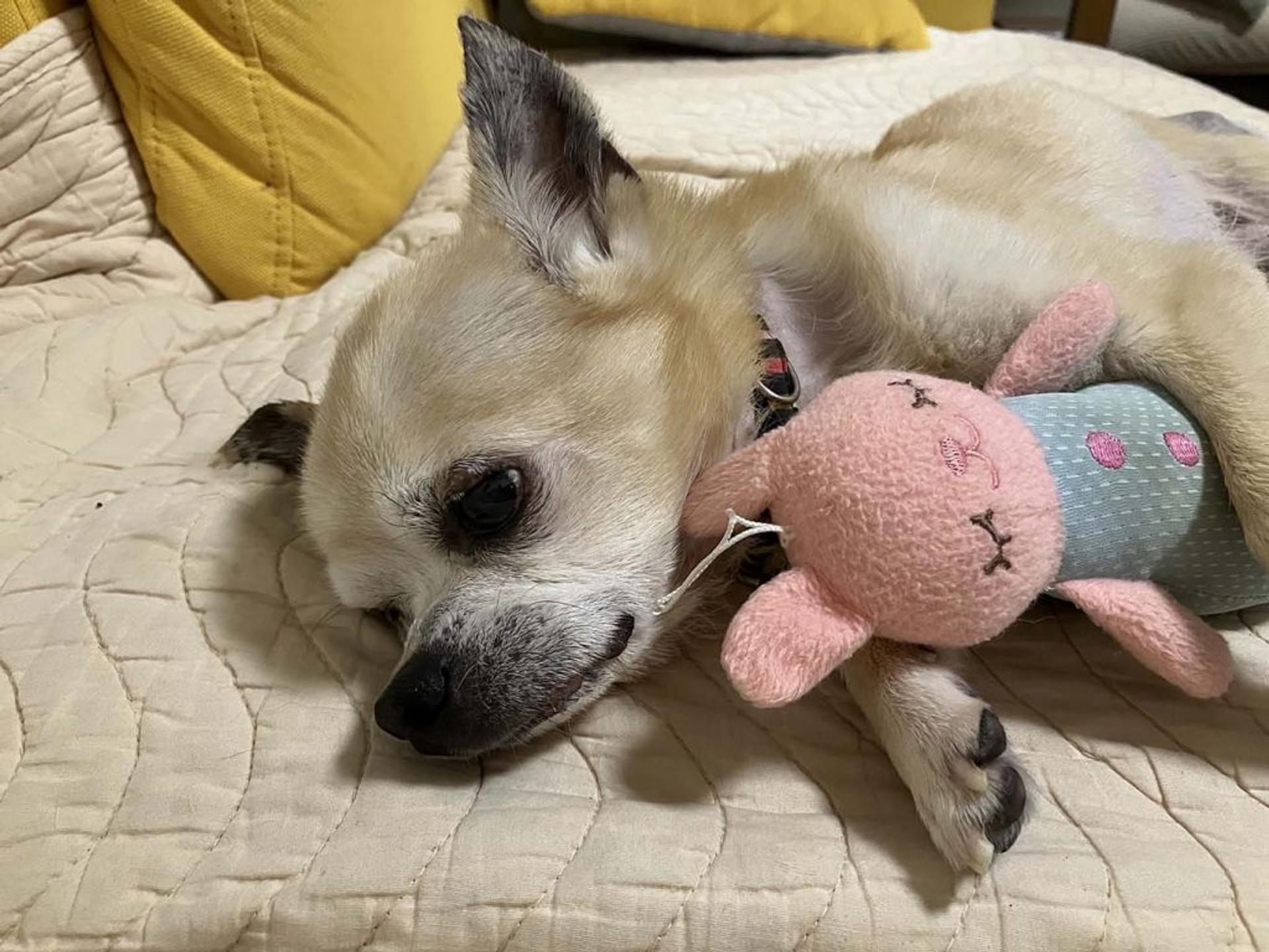 pet-image-8