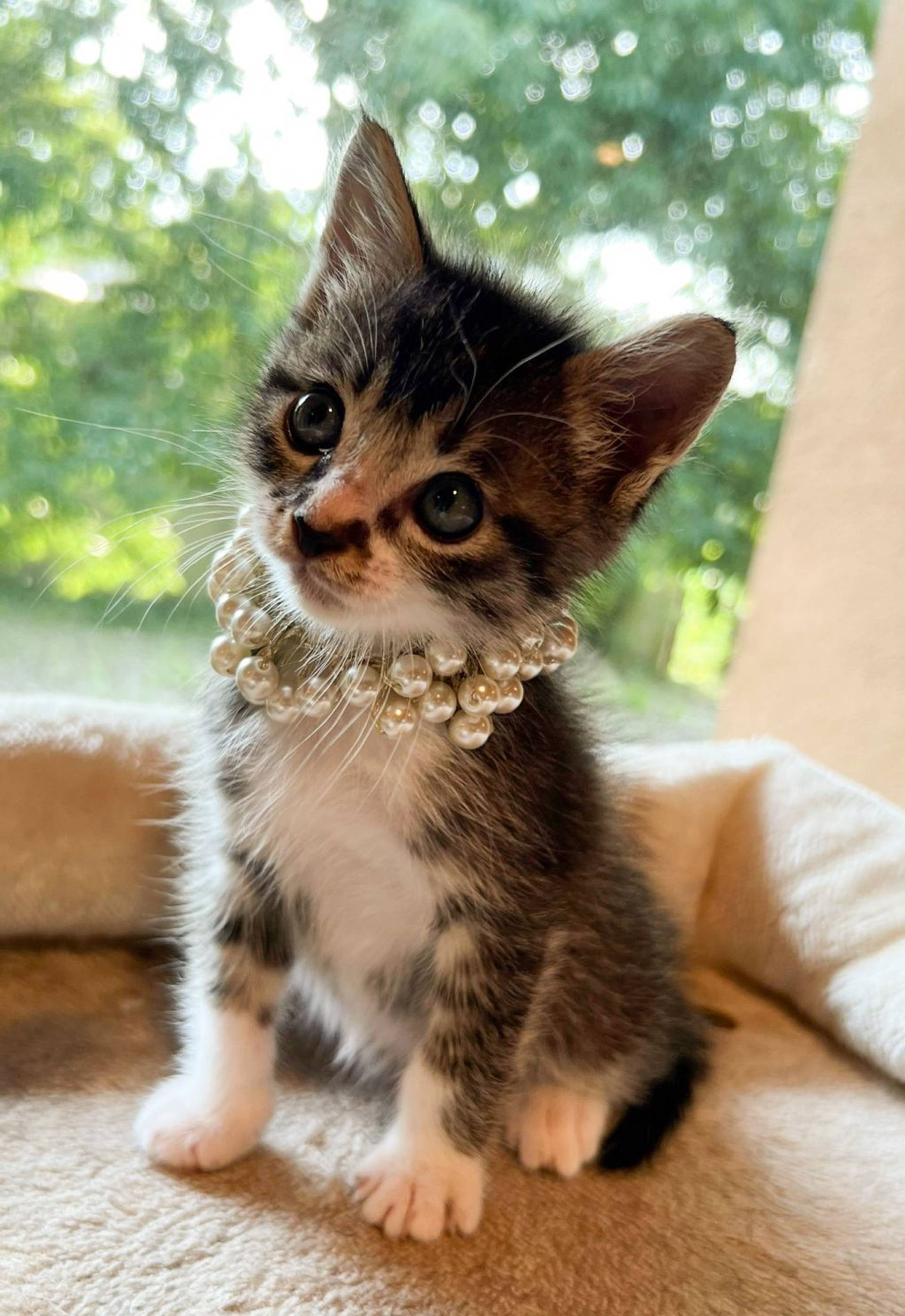 雑種（ミックス猫）・オスの里親募集の写真