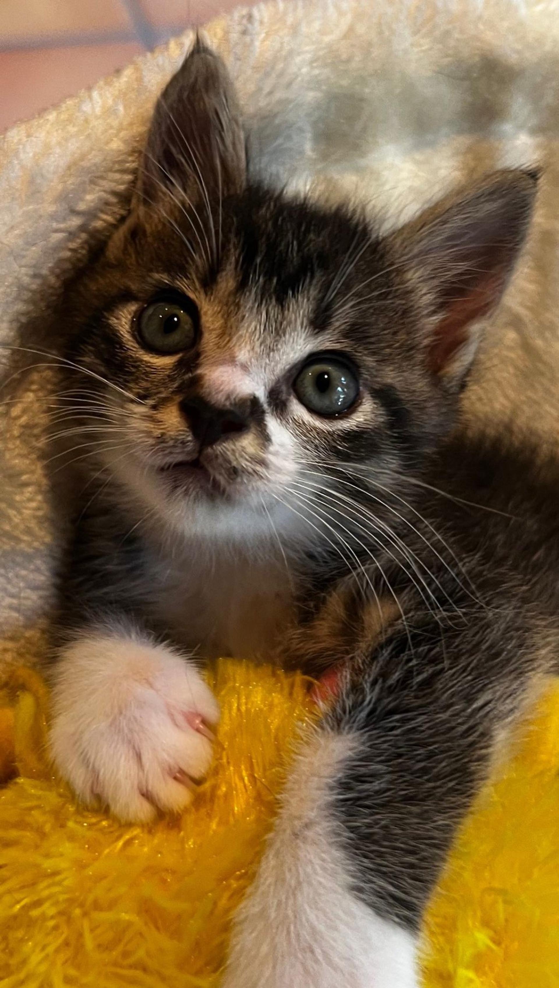 pet-image-3