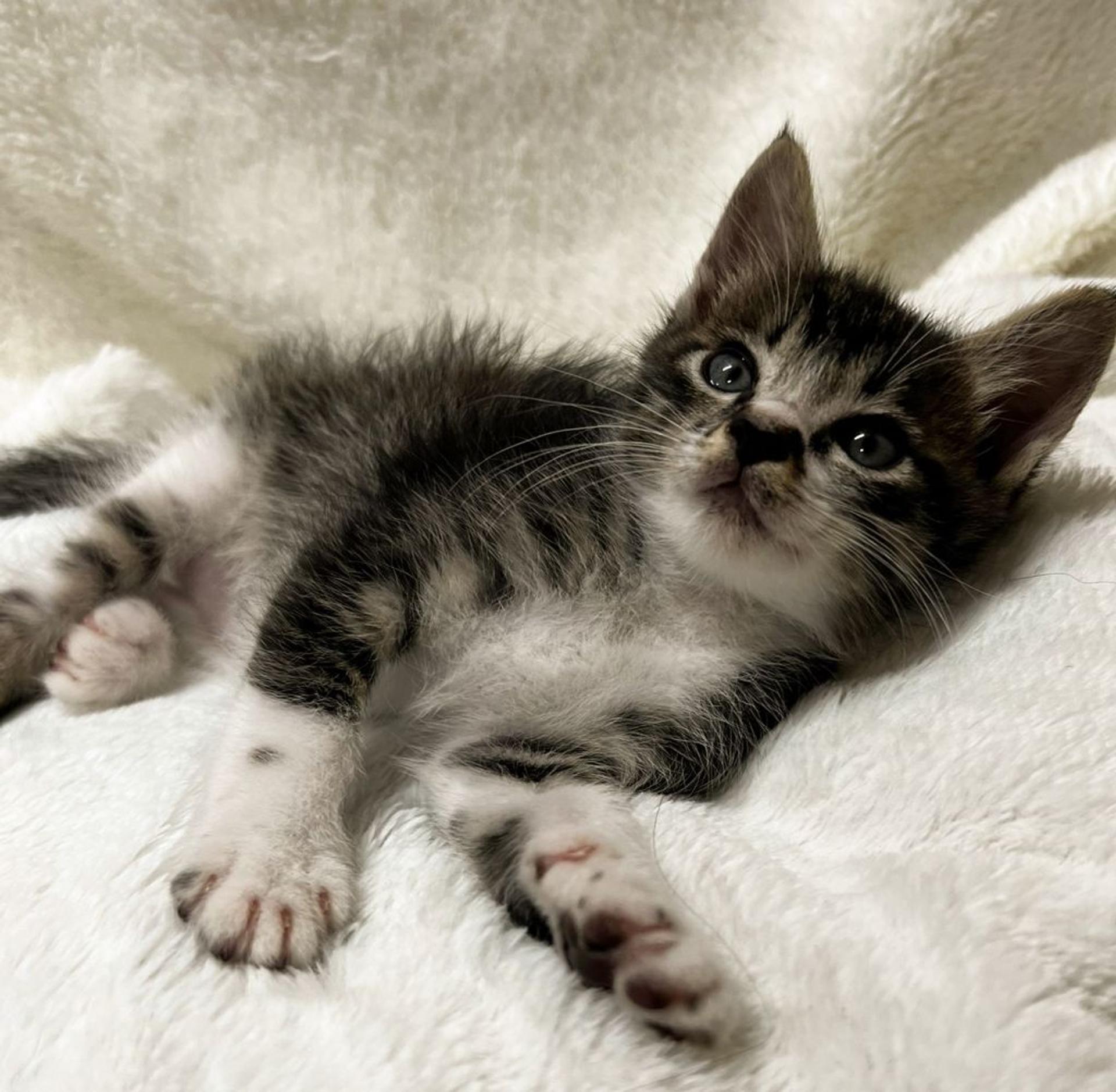 pet-image-4