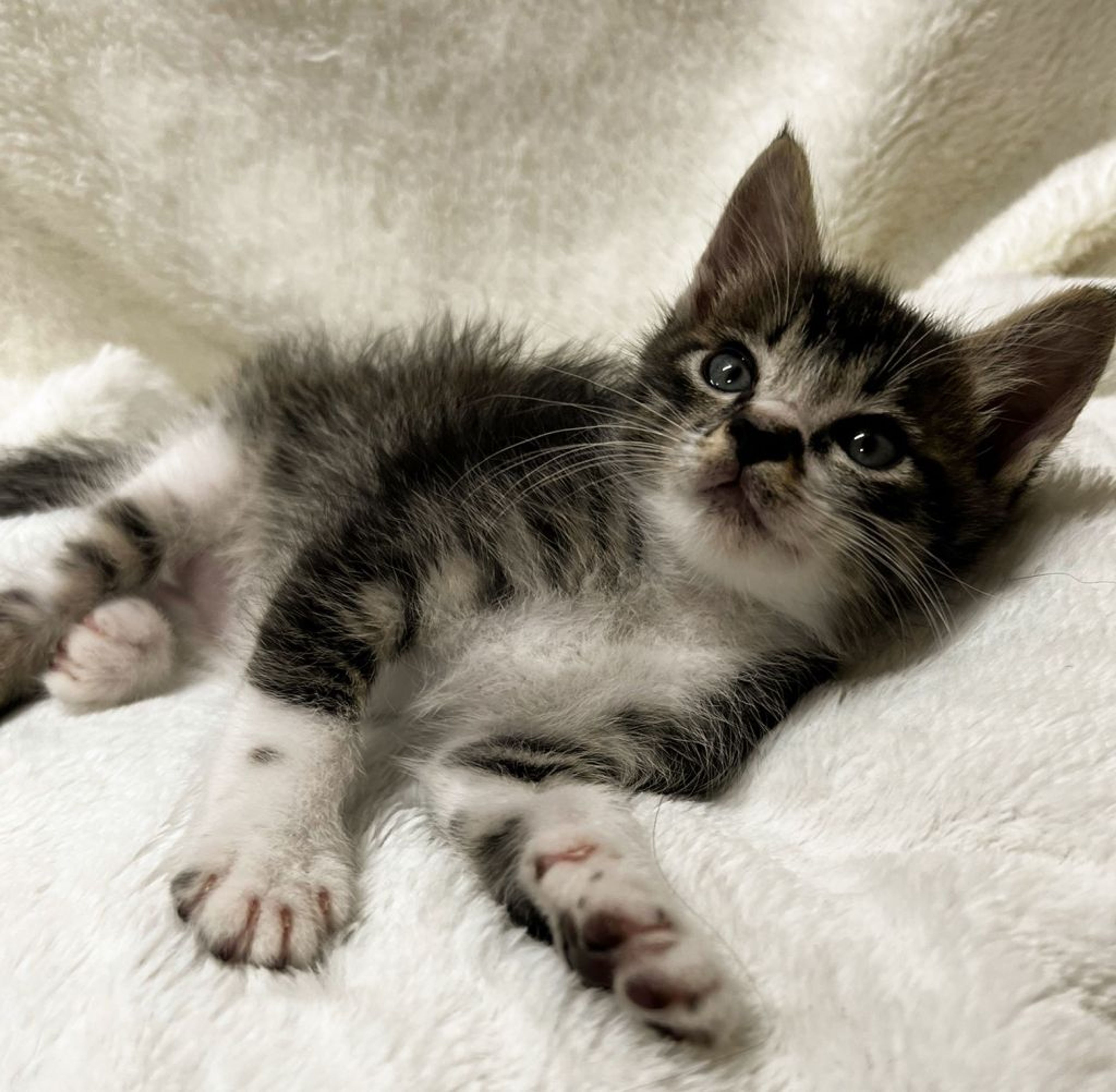 pet-image-4