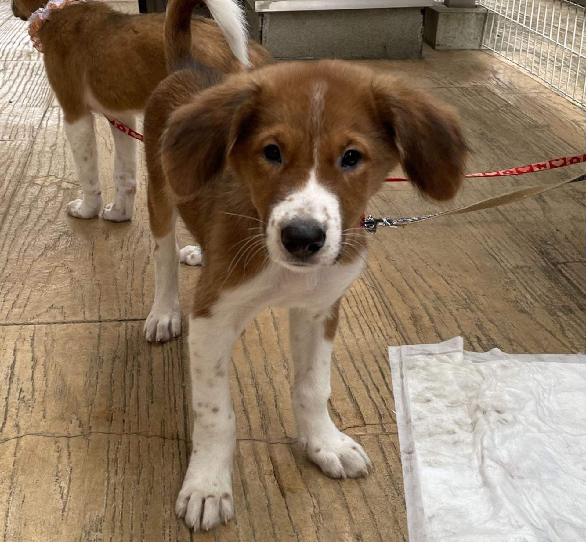 雑種（ミックス犬）・オスの里親募集の写真