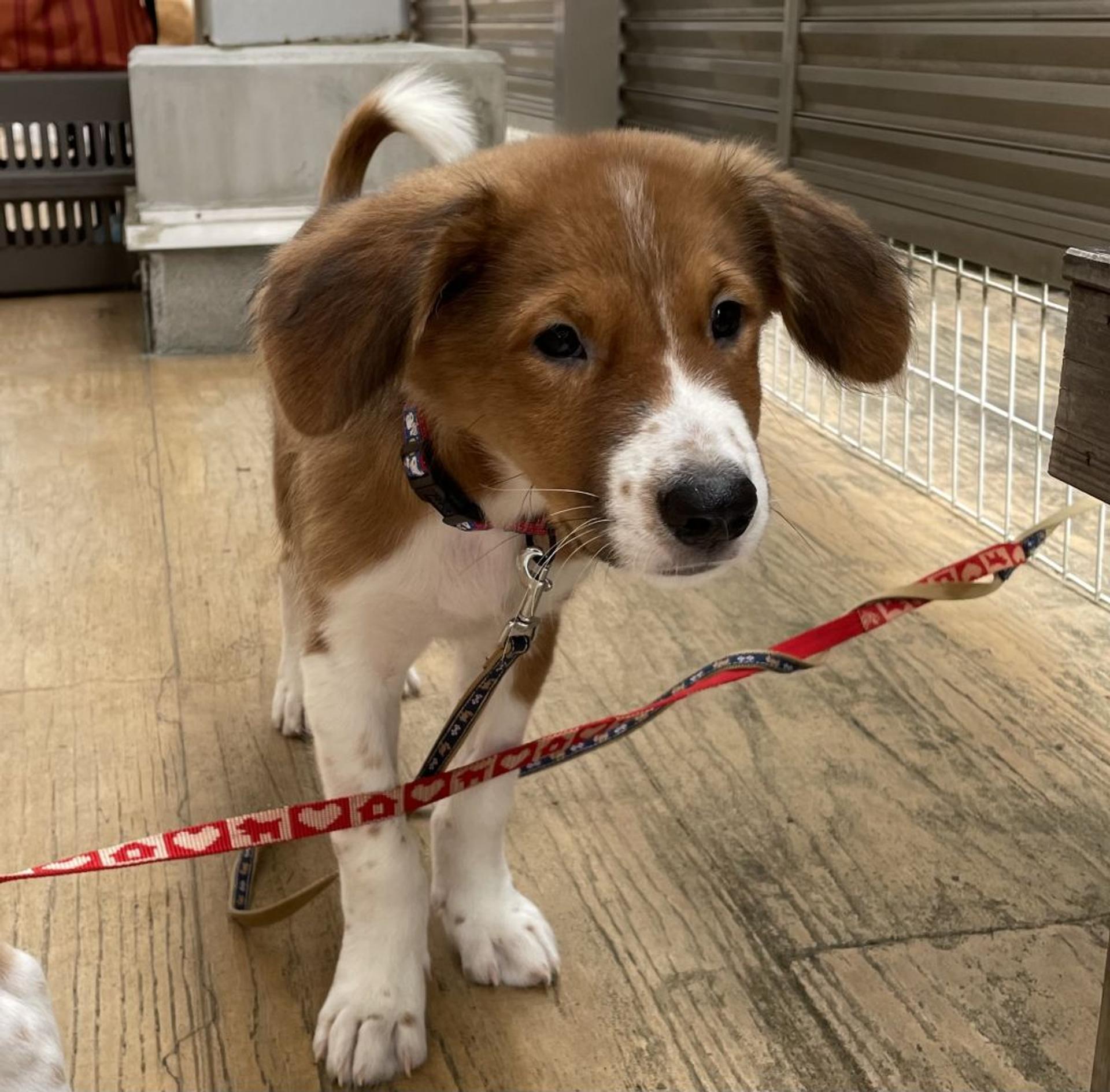 pet-image-4