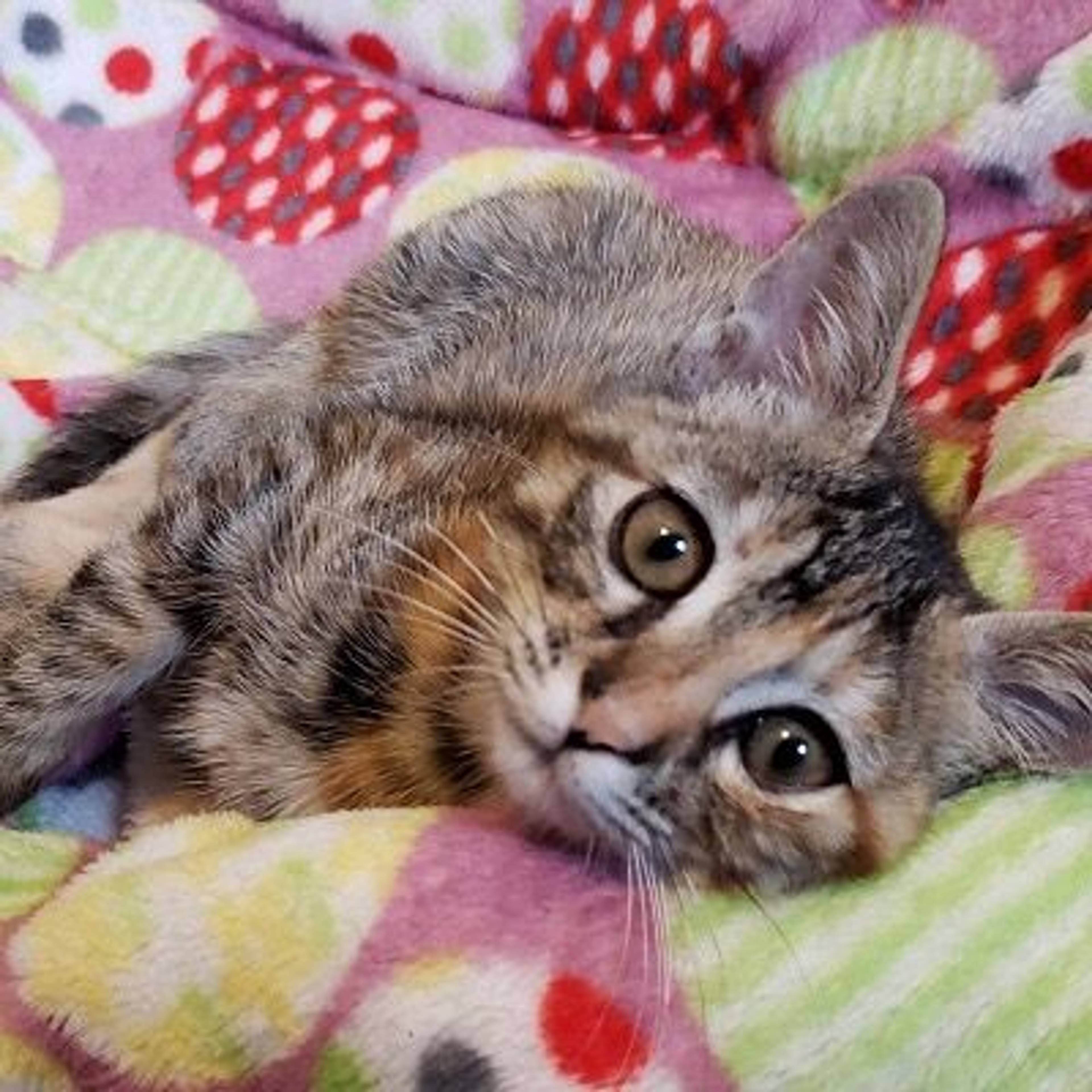雑種（ミックス猫）・メスの里親募集の写真