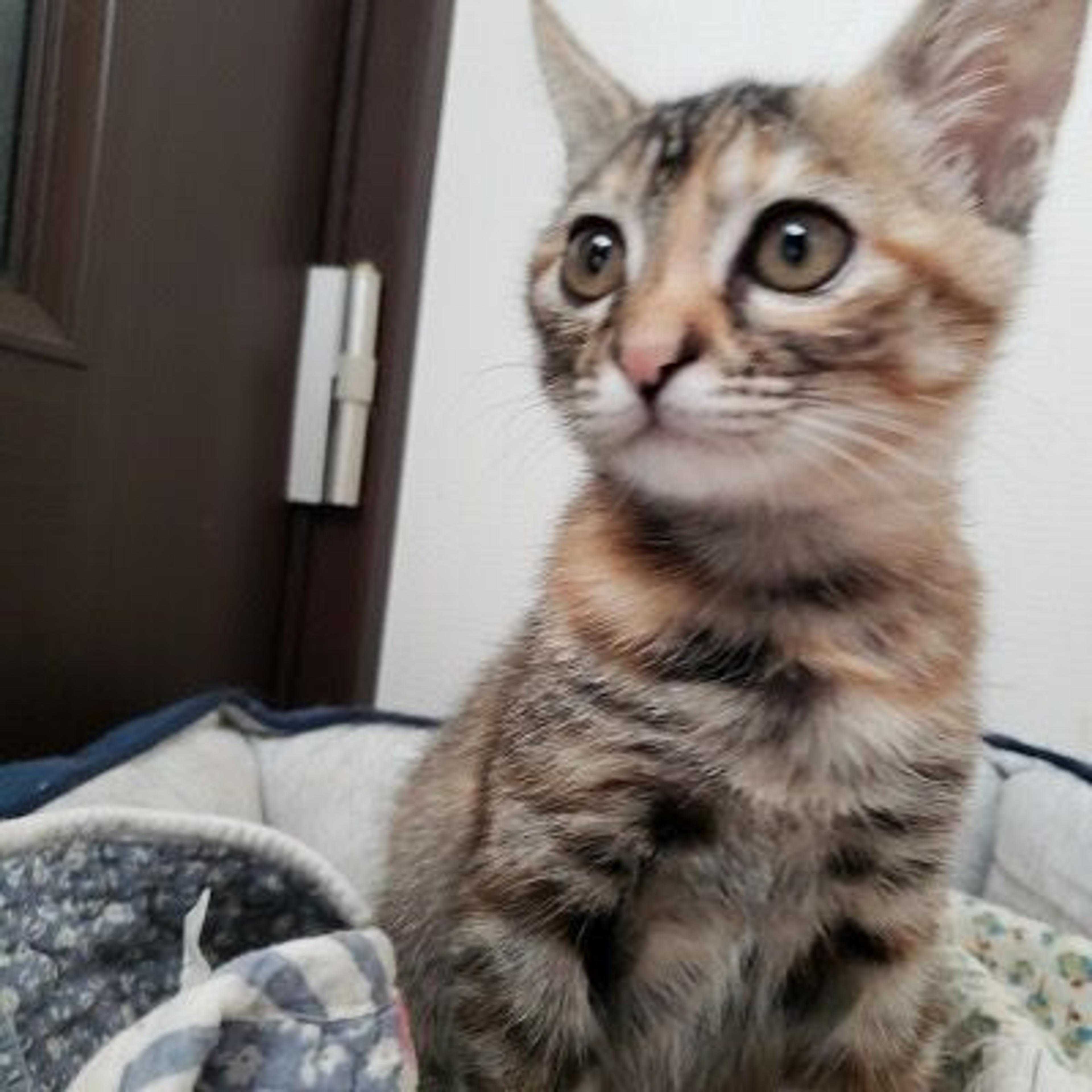 pet-image-3