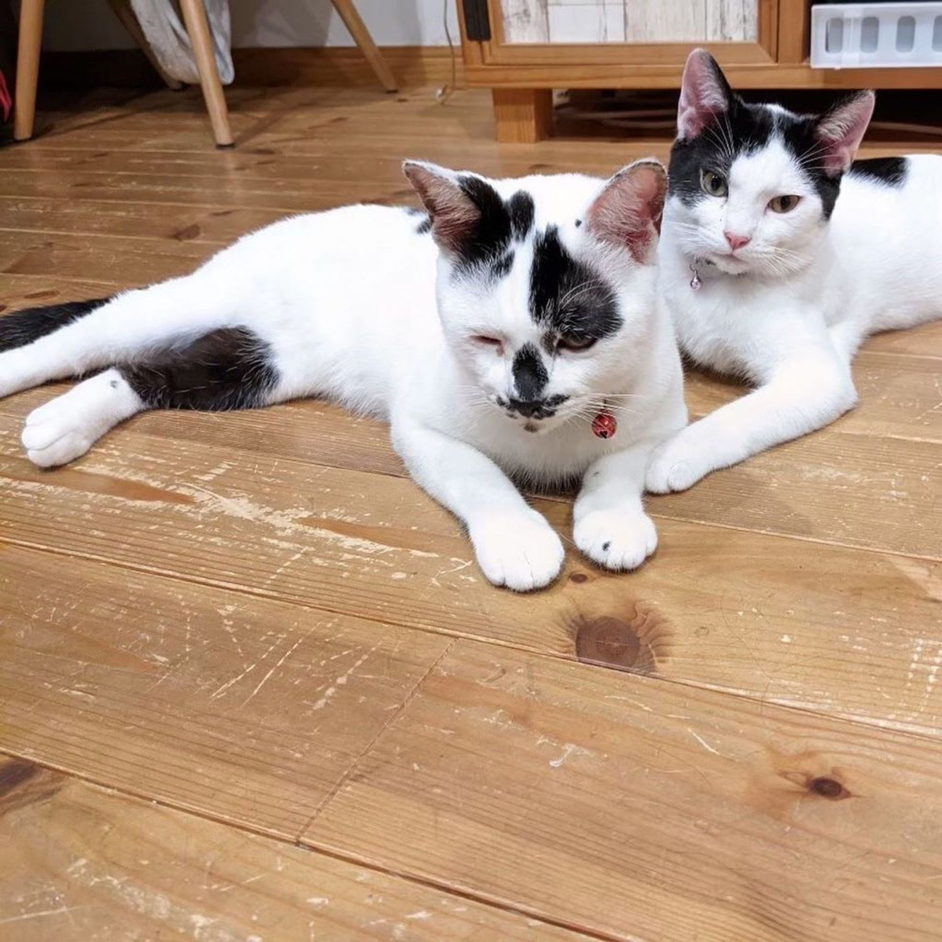 雑種（ミックス猫）・オスの里親募集の写真