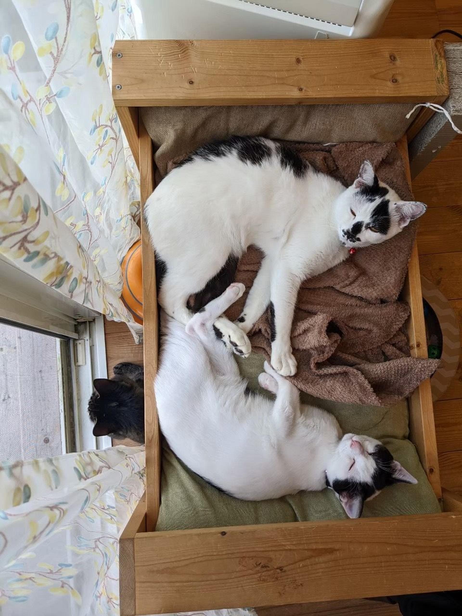 pet-image-3
