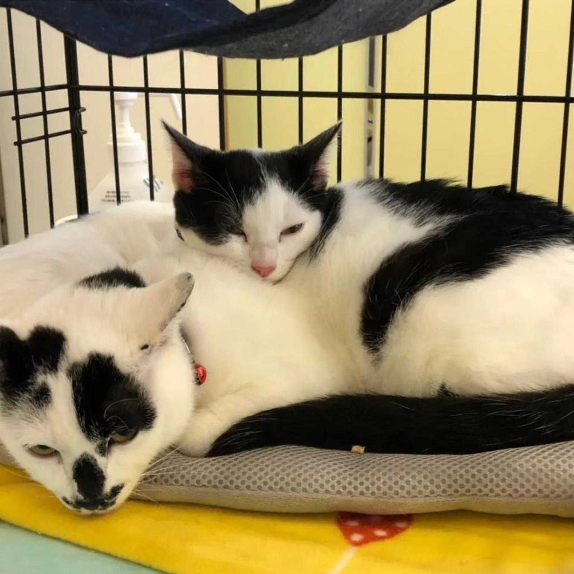 pet-image-4
