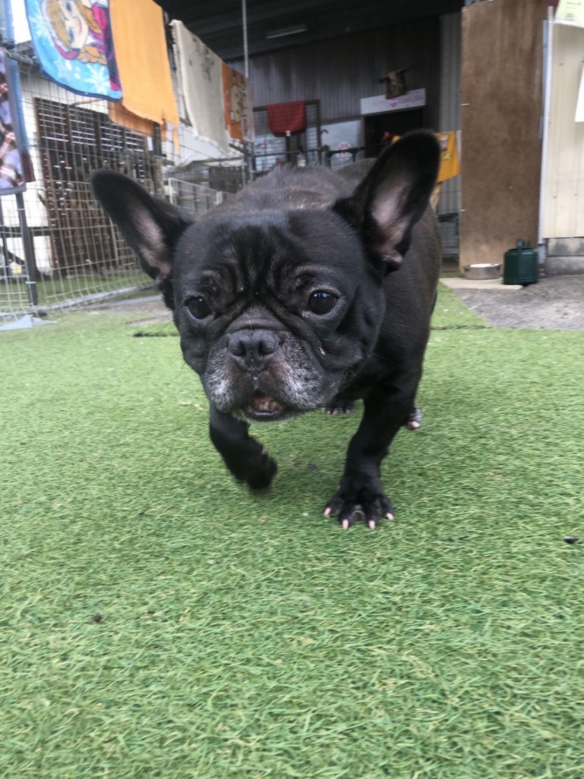 pet-image-2