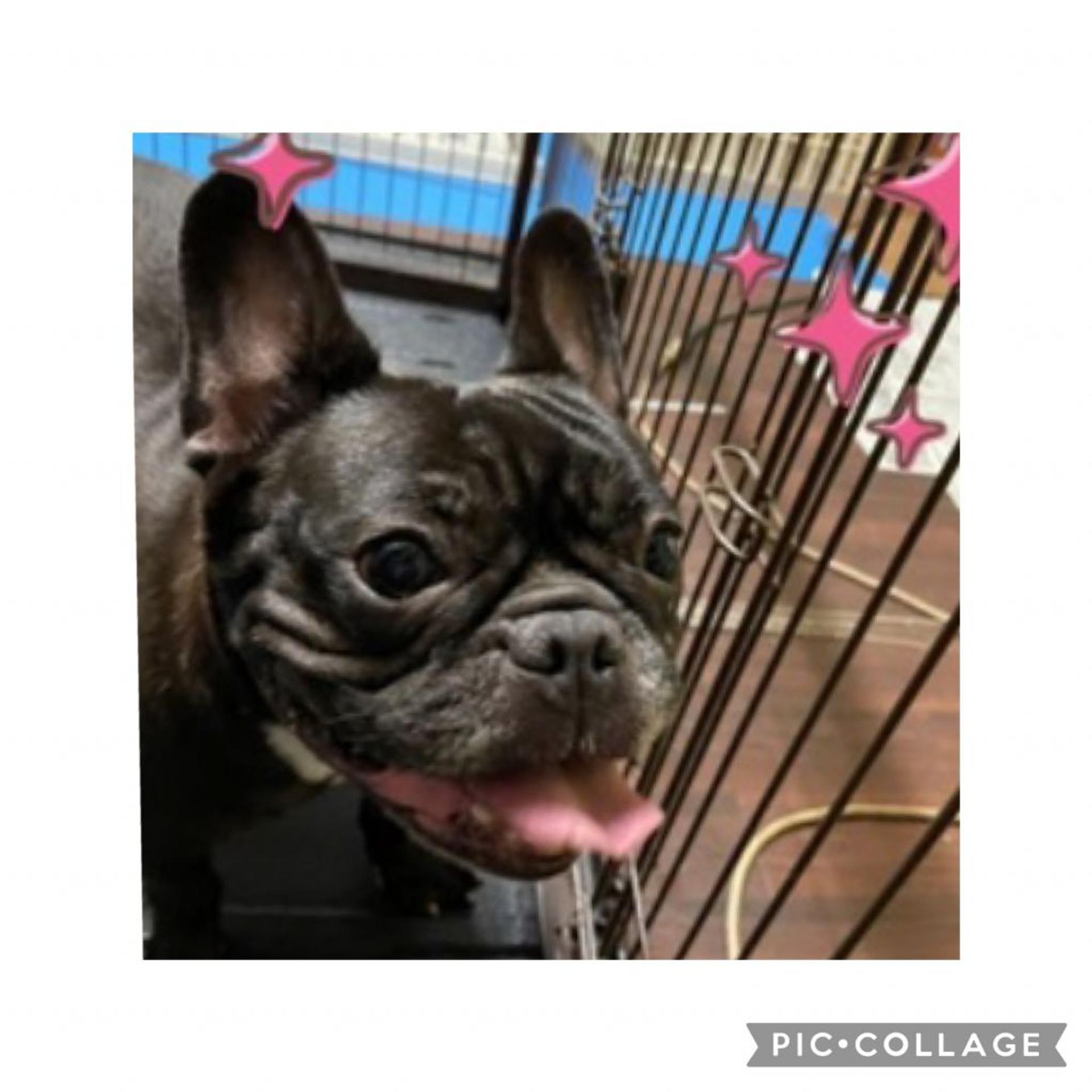 pet-image-4