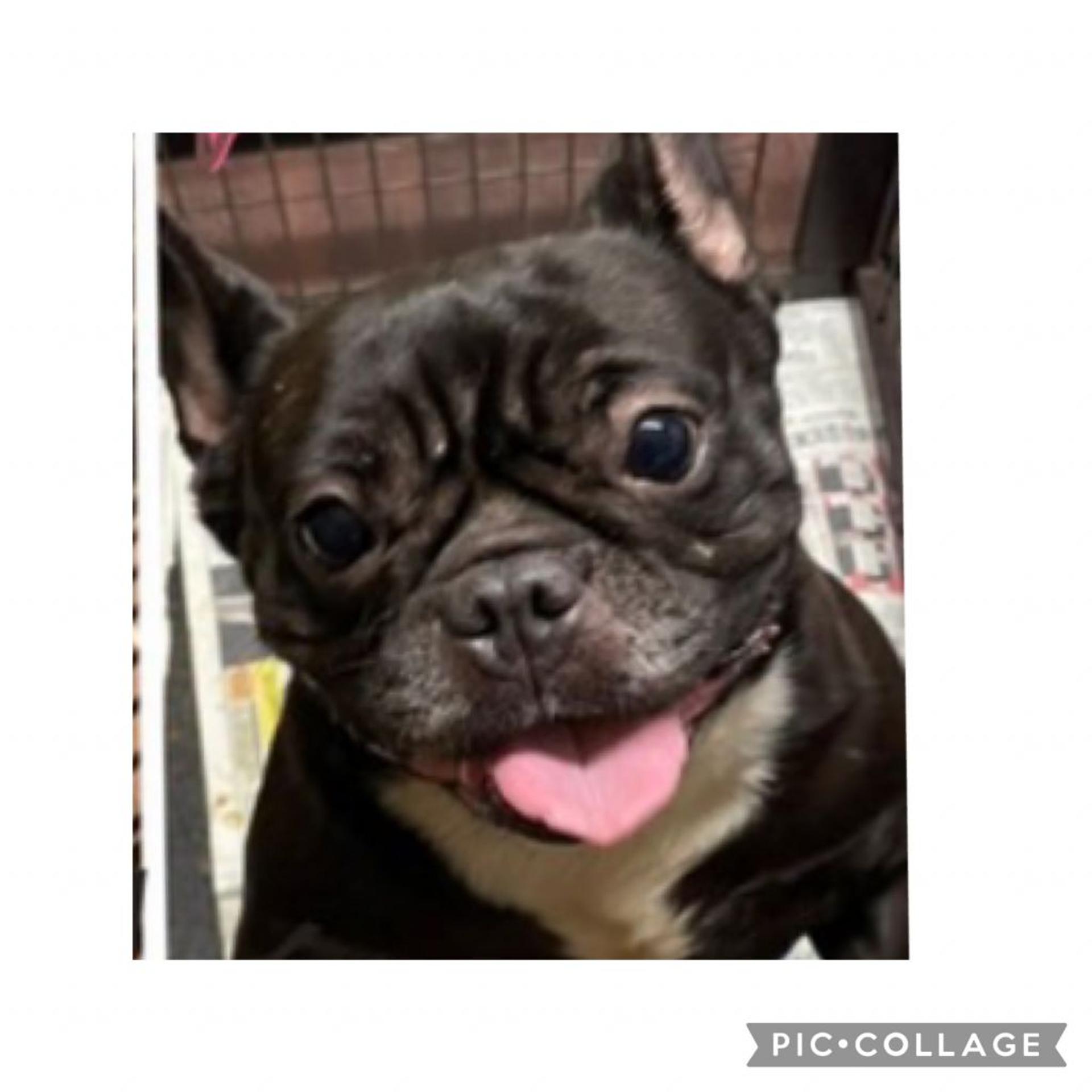 pet-image-5