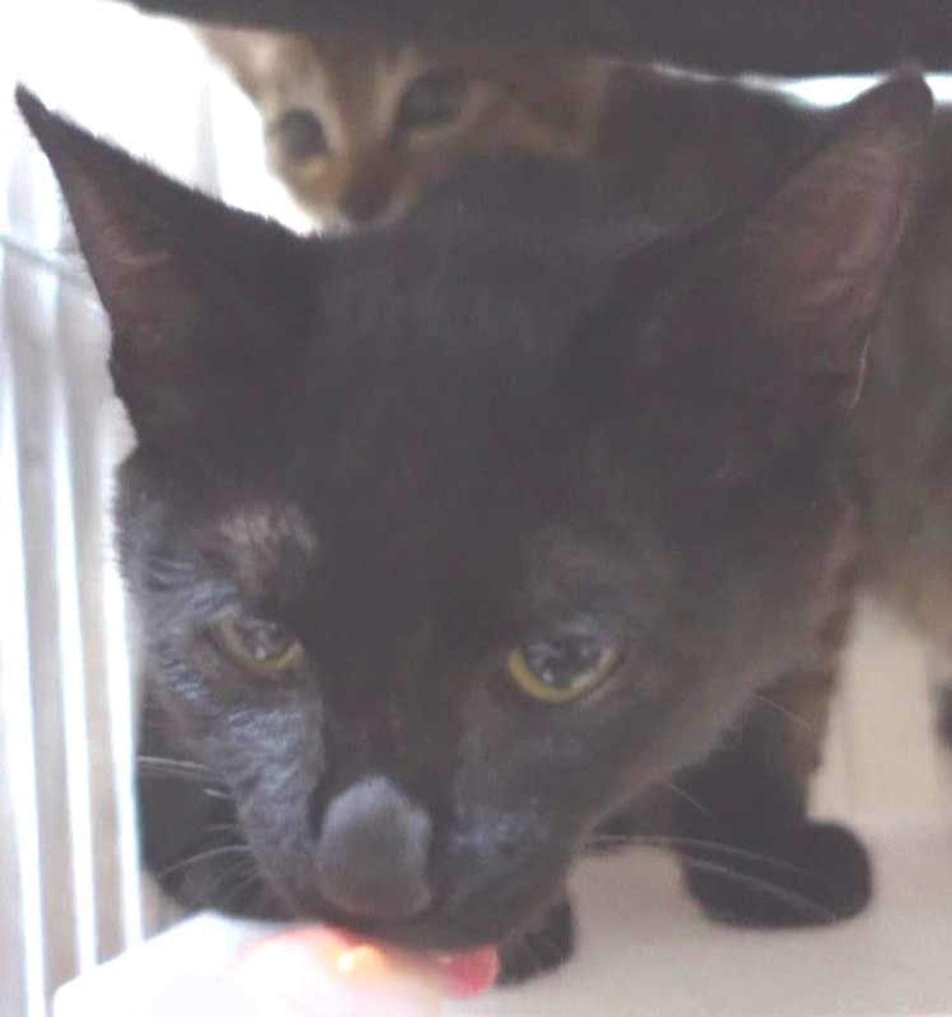 pet-image-9