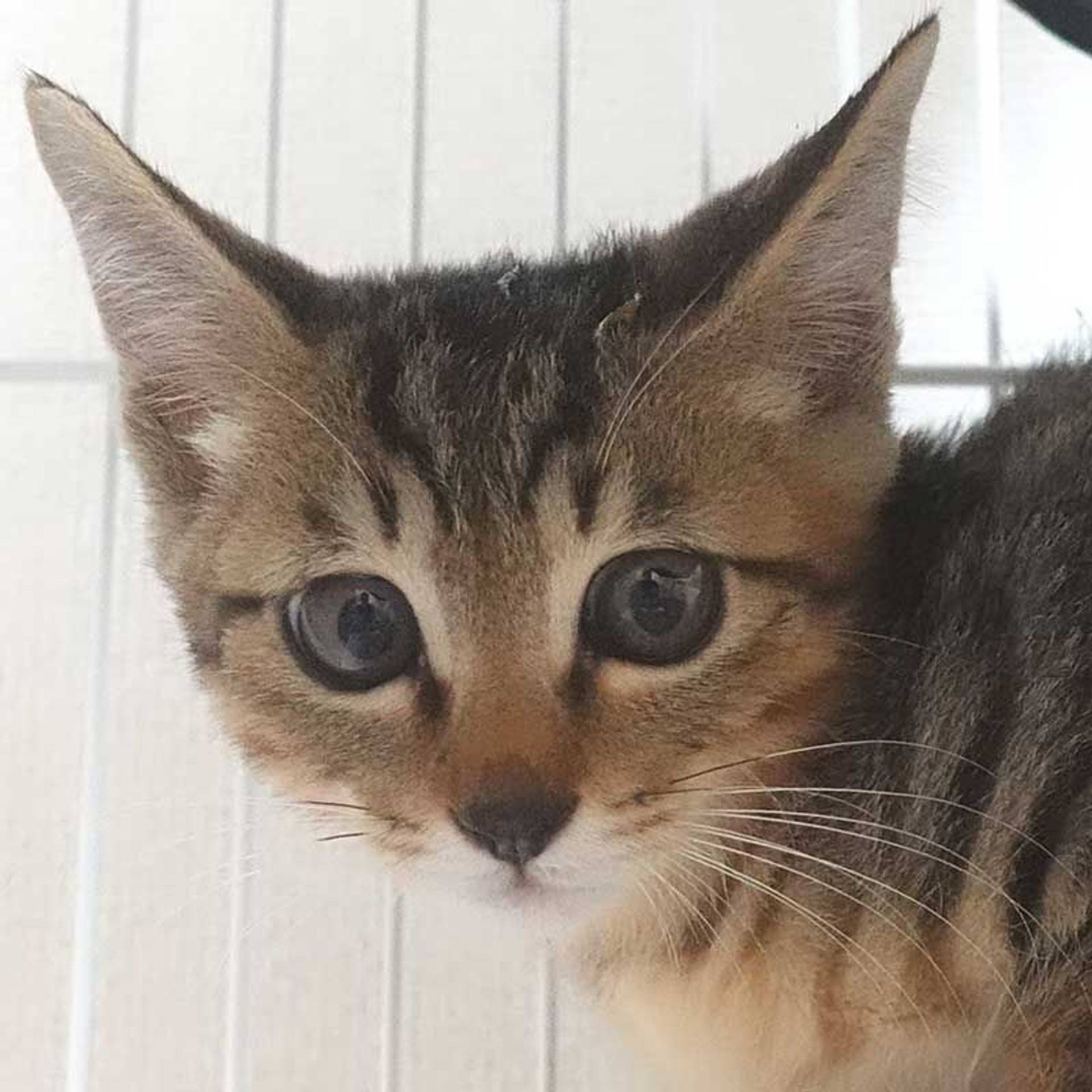 雑種（ミックス猫）・オスの里親募集の写真
