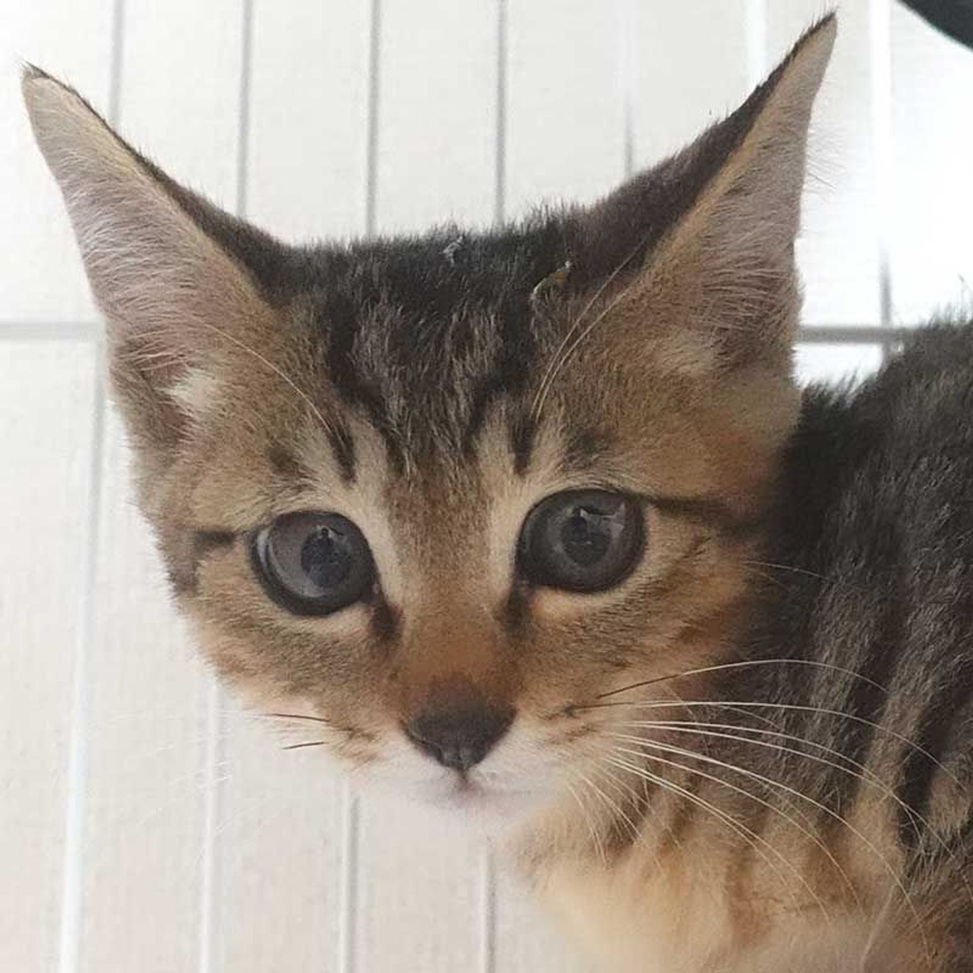 雑種（ミックス猫）・オスの里親募集の写真