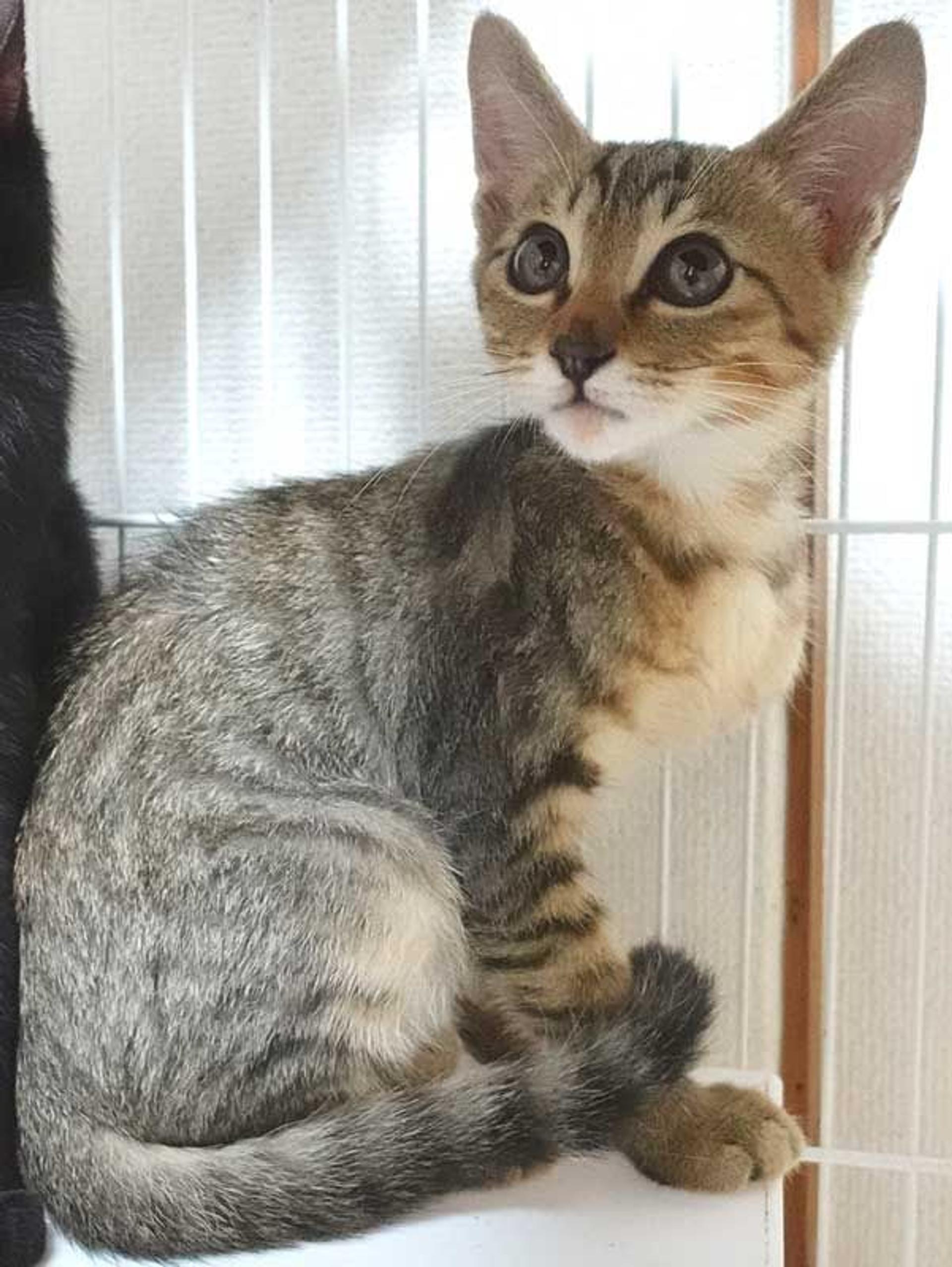 pet-image-7