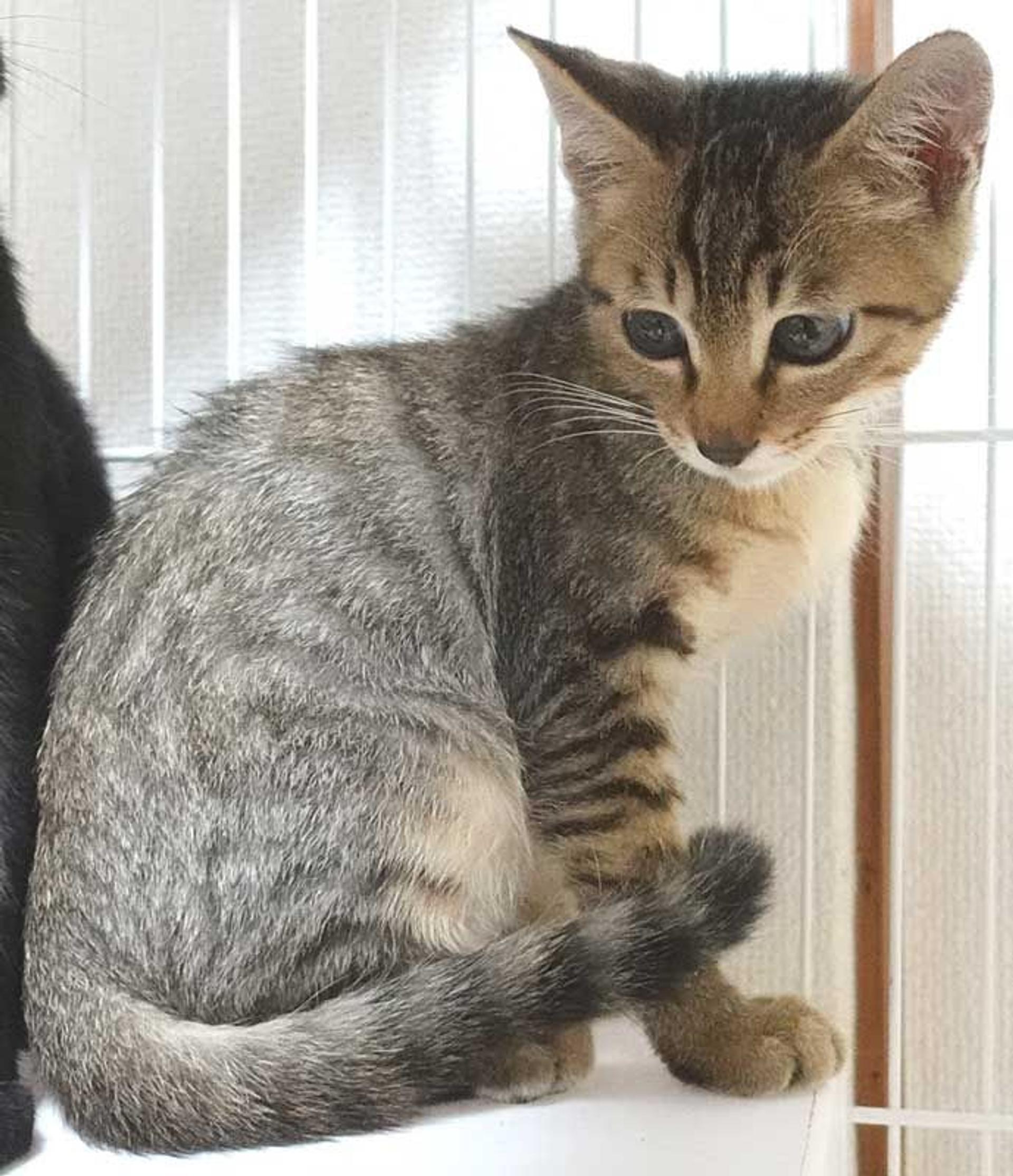 pet-image-9