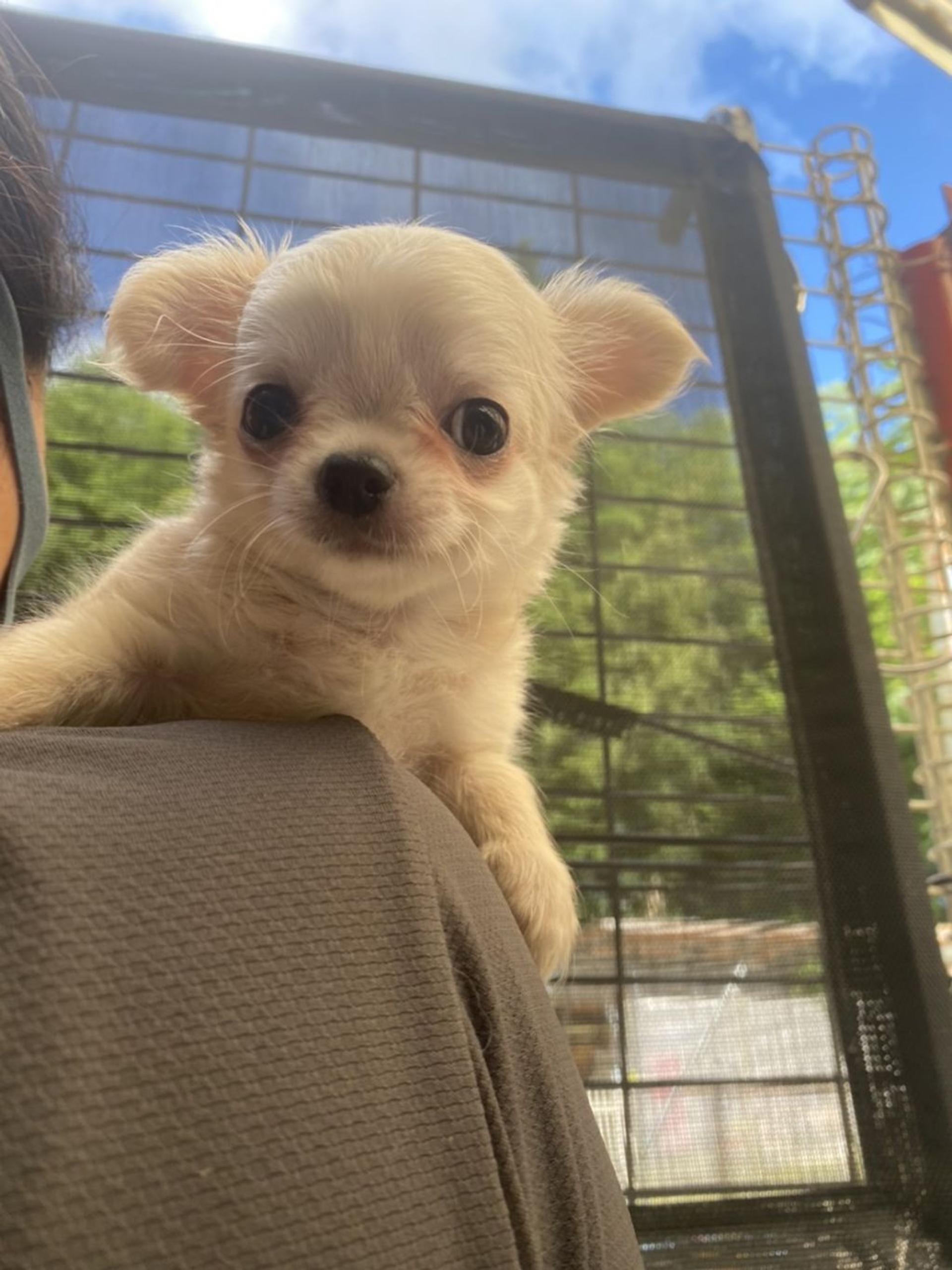 pet-image-2