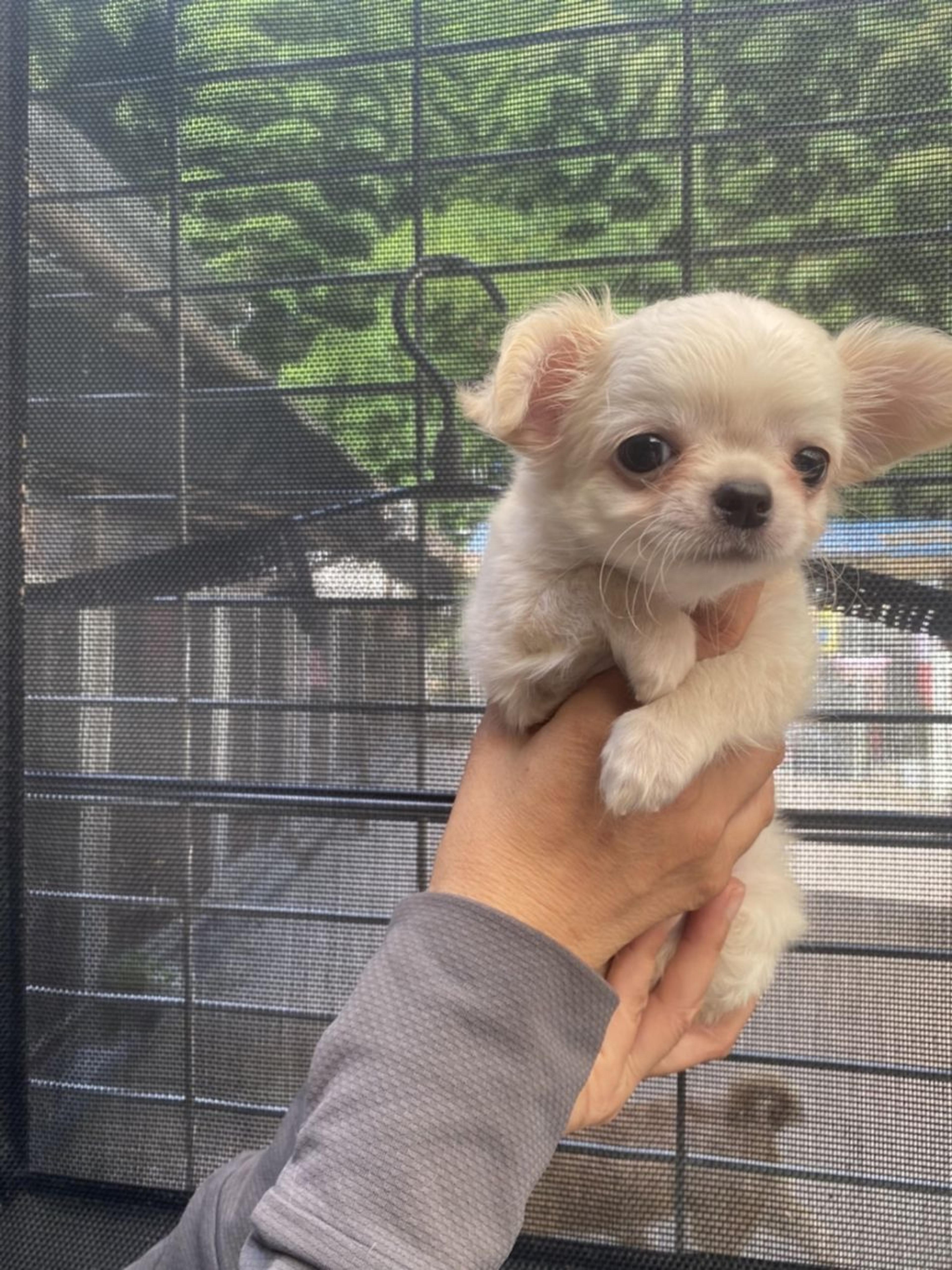 pet-image-3