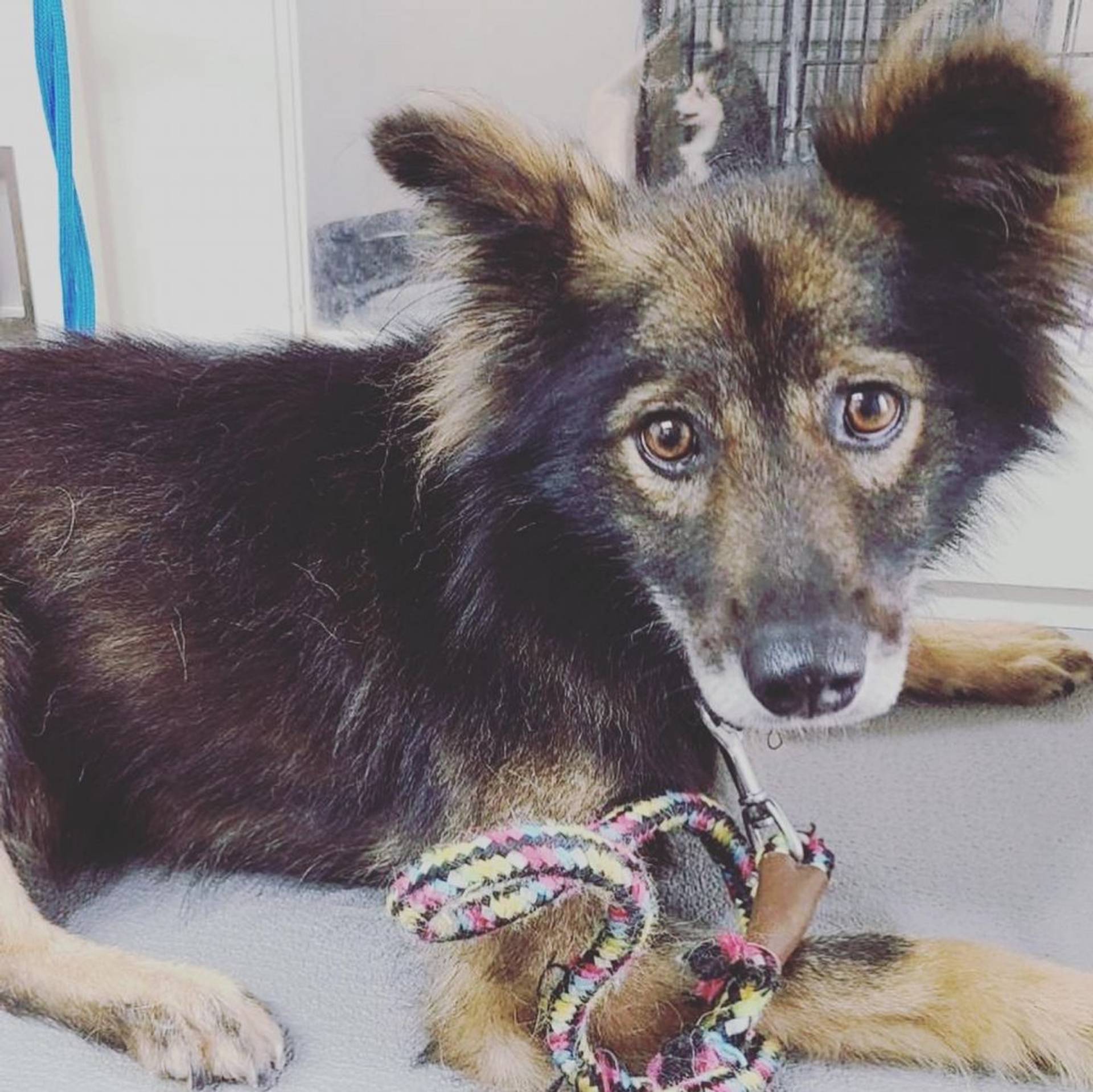 雑種（ミックス犬）・オスの里親募集の写真